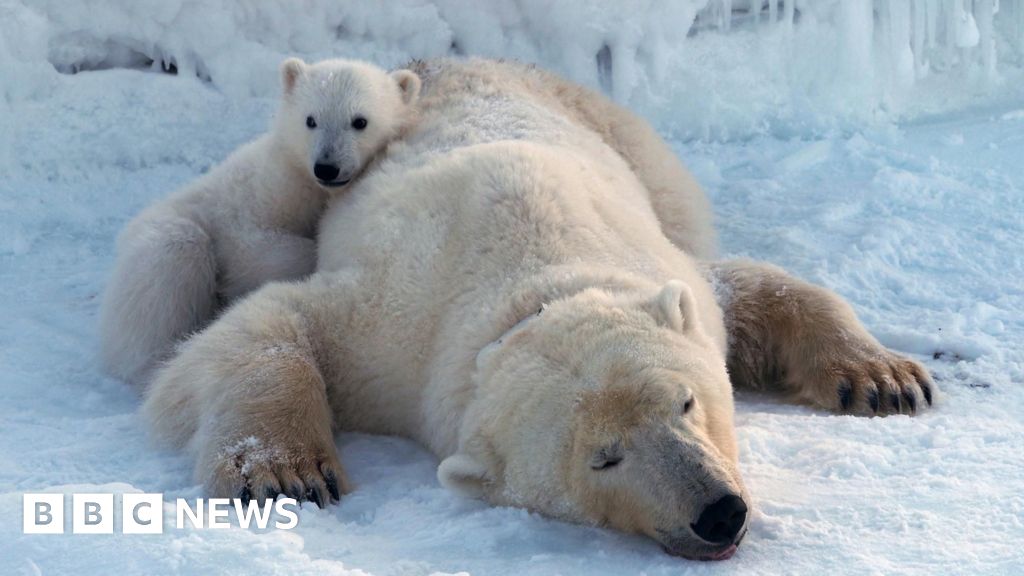 Svalbard Polar Bears Gain Weight Despite Arctic Sea Ice Decline, Study Finds