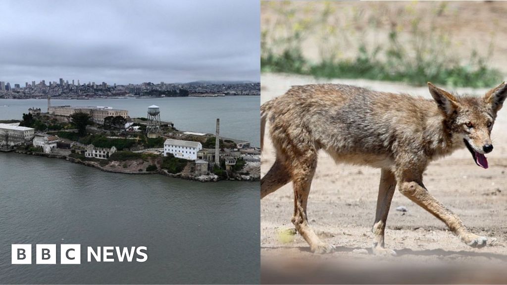Coyote on Alcatraz Island Monitored by Officials Amid Survival Concerns