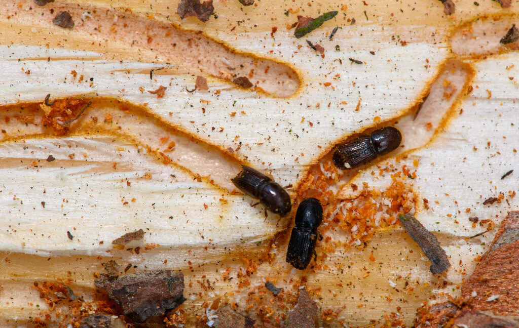 Fungal Pathogen Offers New Strategy Against Climate-Driven Bark Beetle Infestations