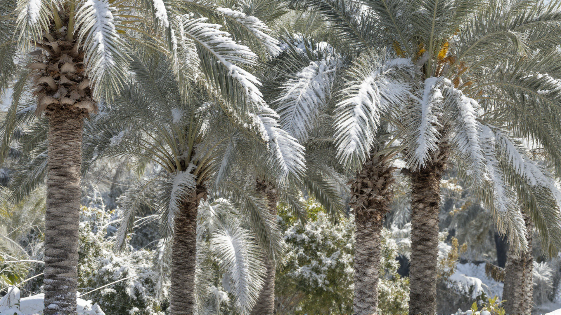 Record January Snowfall Hits Florida, Experts Link Event to Climate Change