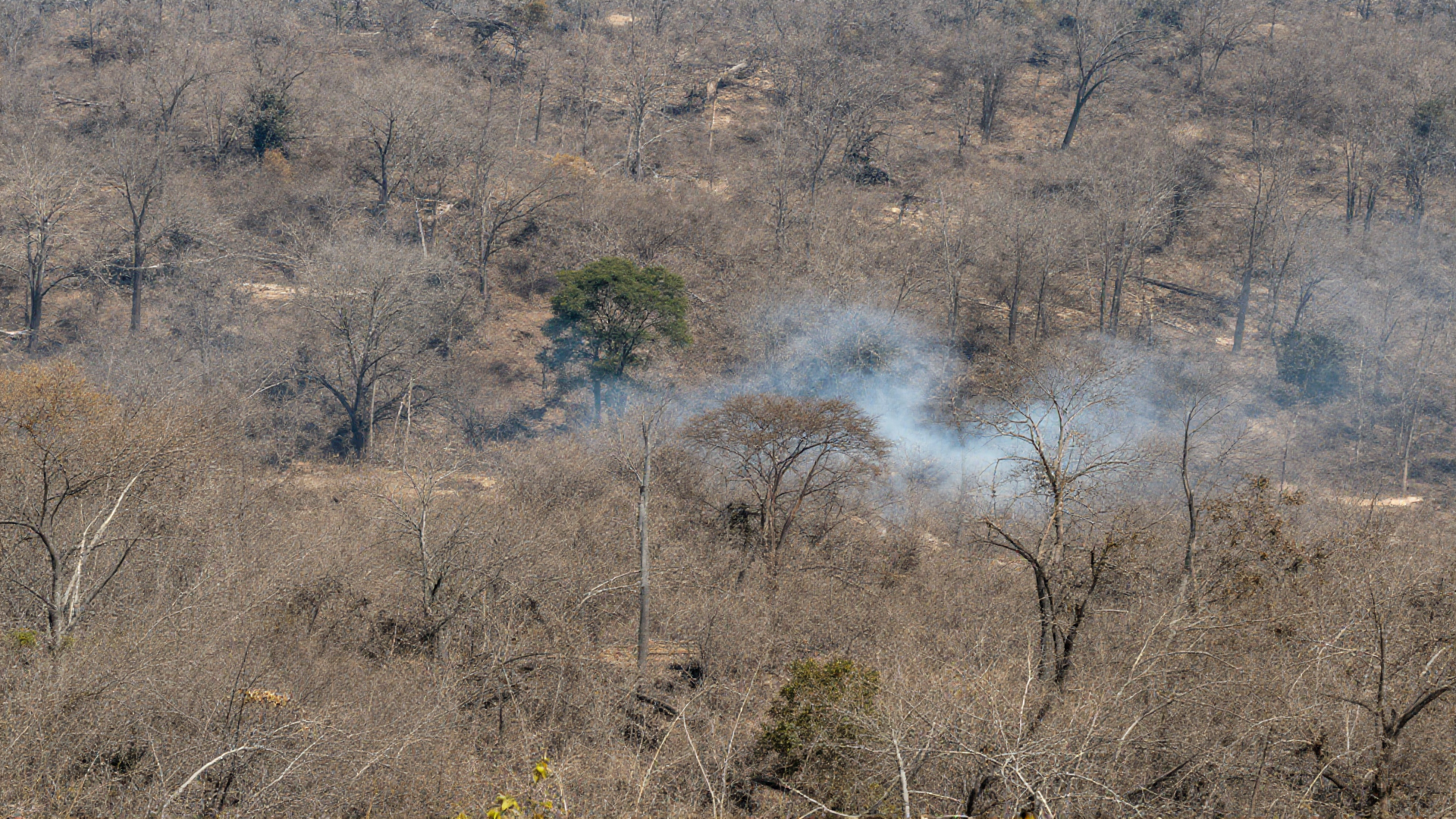 California Governor Candidates Outline Divergent Strategies for Climate and Wildfire Response