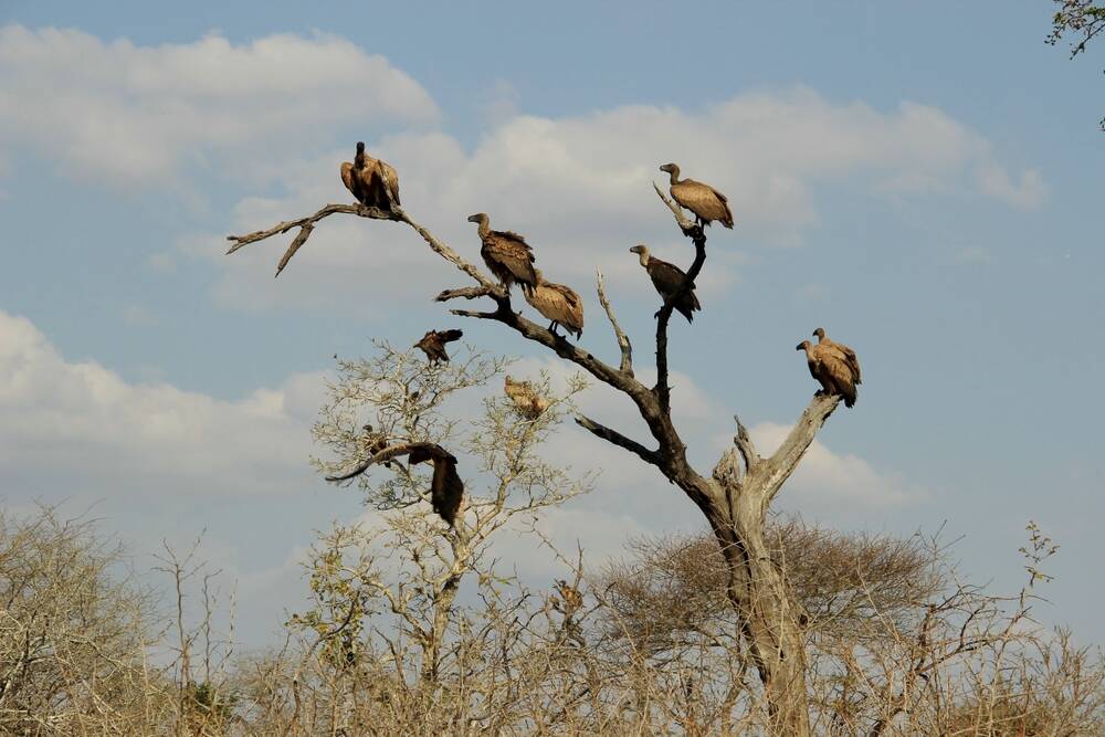 Nvidia GTC 2026 Predictions Focus on Agentic AI and Cloud Shifts