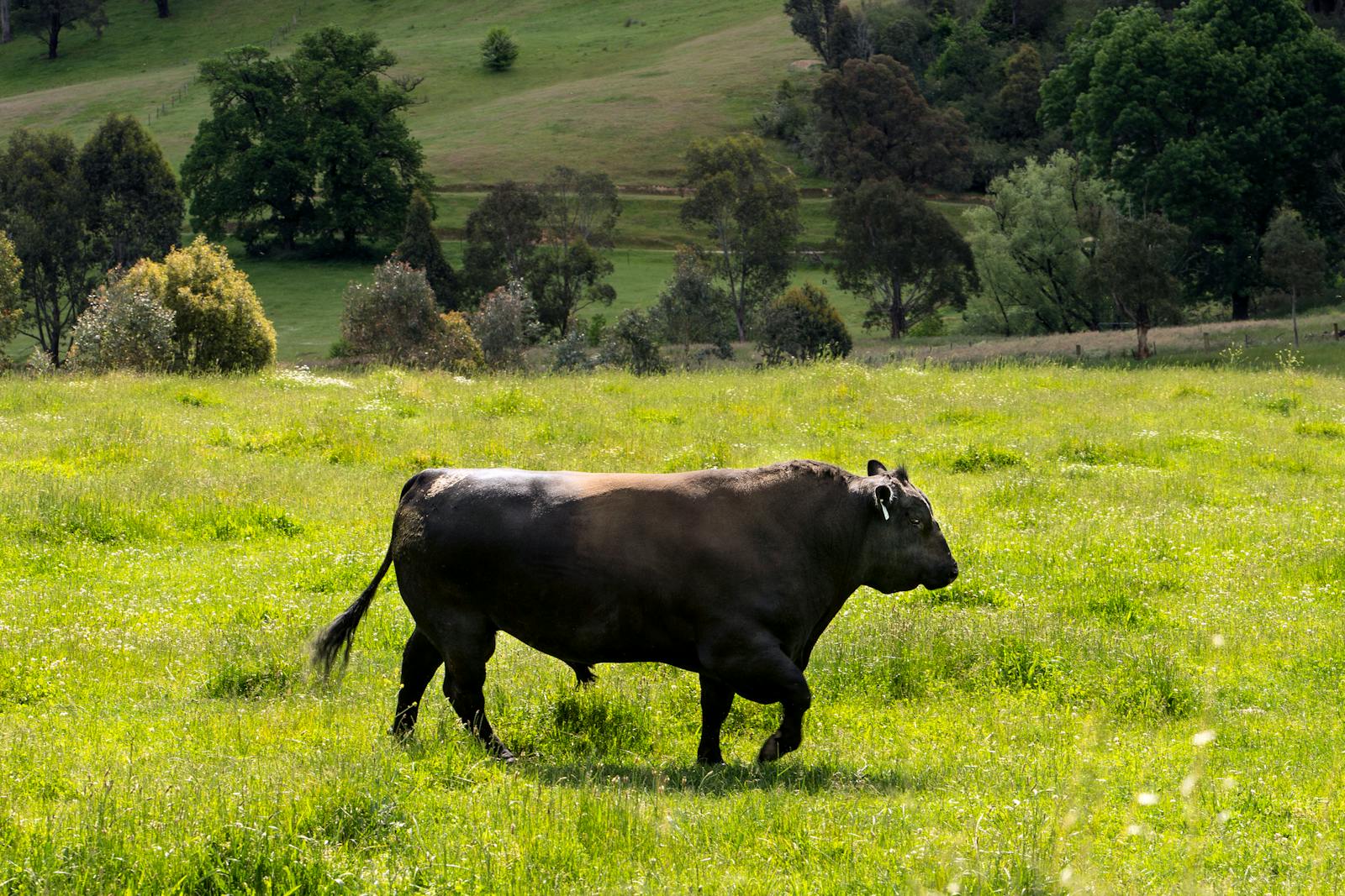 Global Stocks Rally on Oil Price Decline and Nvidia Revenue Outlook