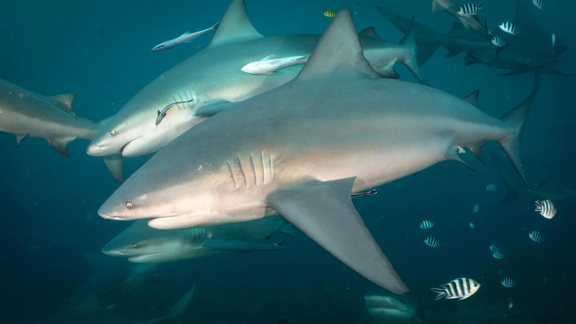 Bull Sharks Form Complex Social Networks in Fiji Marine Reserve, Study Reports