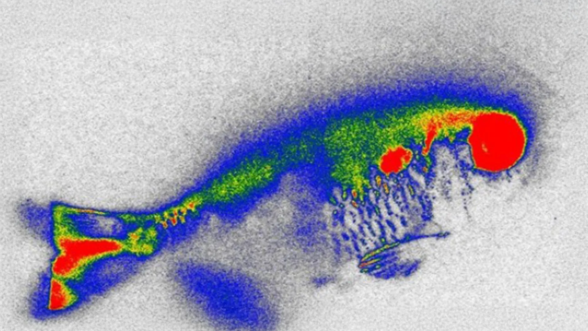 Brazilian Study Finds Banned Antibiotics in River Fish