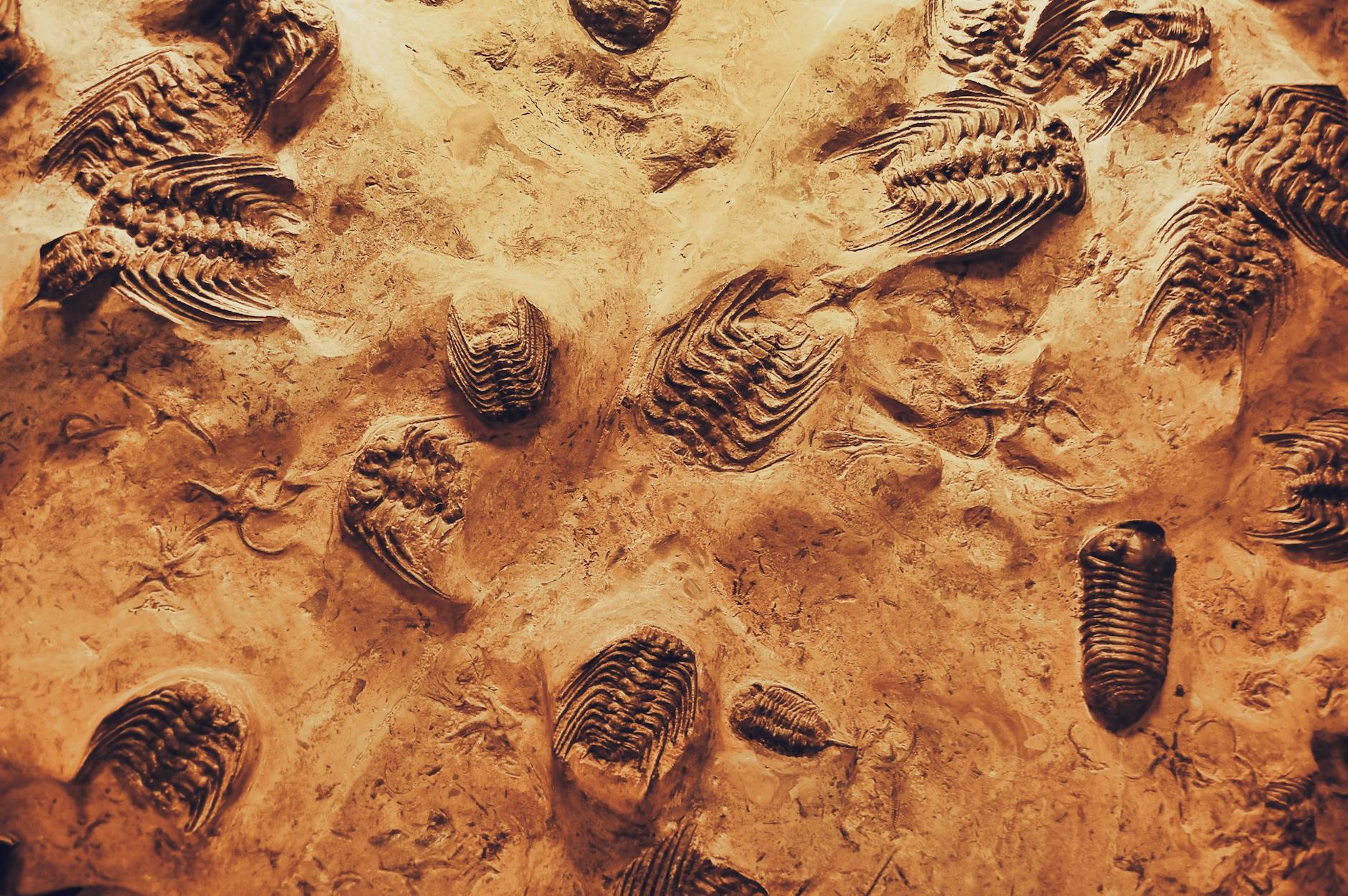 Antarctic Fossils Reveal Crinoids Survived Dinosaur Extinction