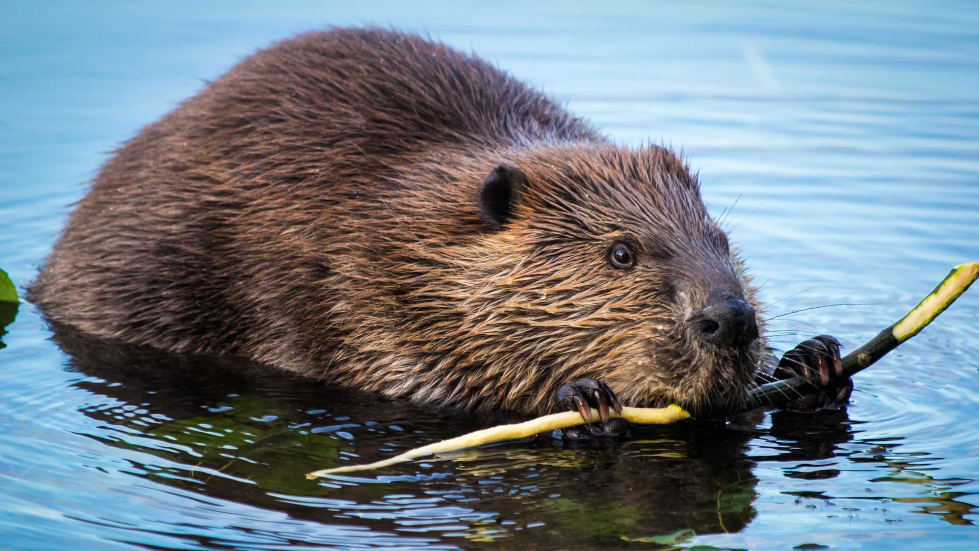 Beavers Transform Rivers into Powerful Carbon Sinks, Study Finds