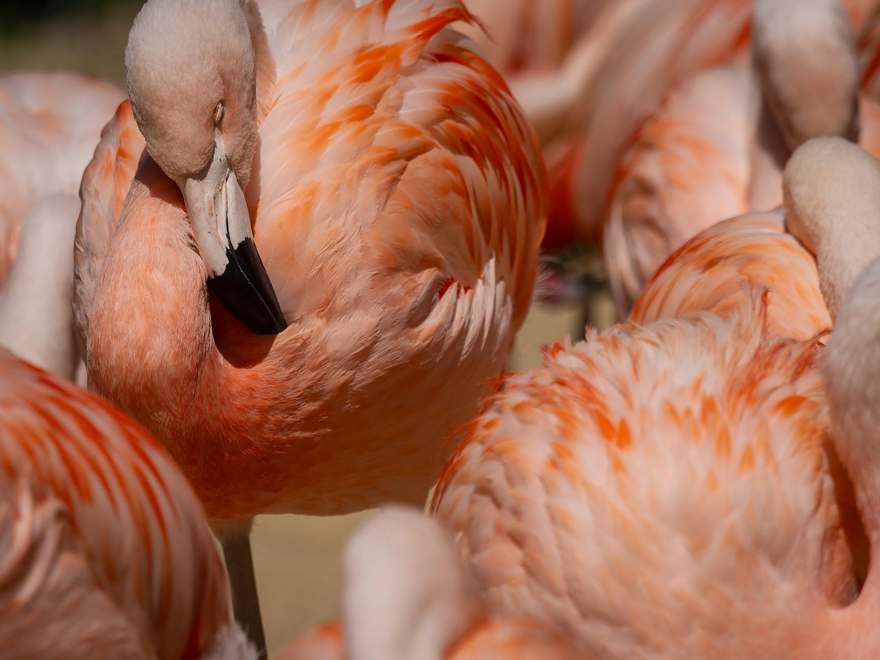 Flamencos chilenos vuelven a nidificar en Parque Nacional Lauca tras 33 años