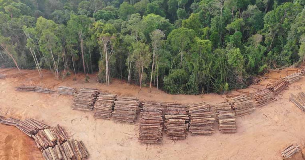 Empresa de expresidente de Corma vende más de 1200 hectáreas en Región de Los Lagos