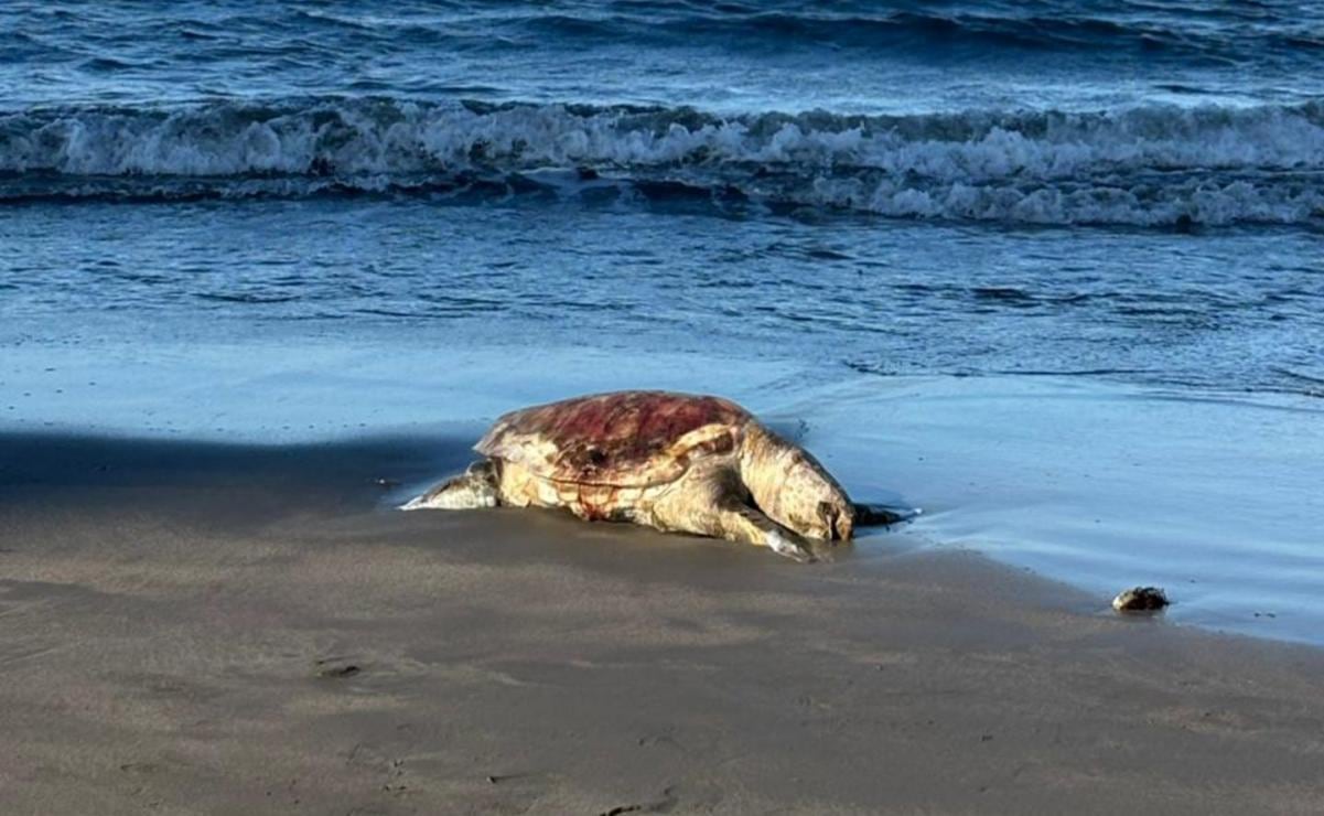 Oceana pide a Sheinbaum transparencia sobre derrame de crudo en el Golfo de México