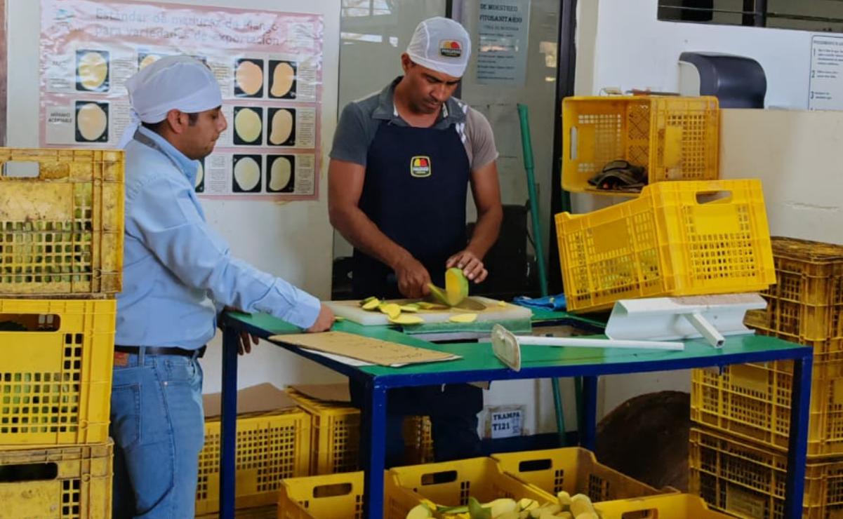 Detectan 16 huertos de mangos larvados en el Istmo de Tehuantepec, Oaxaca