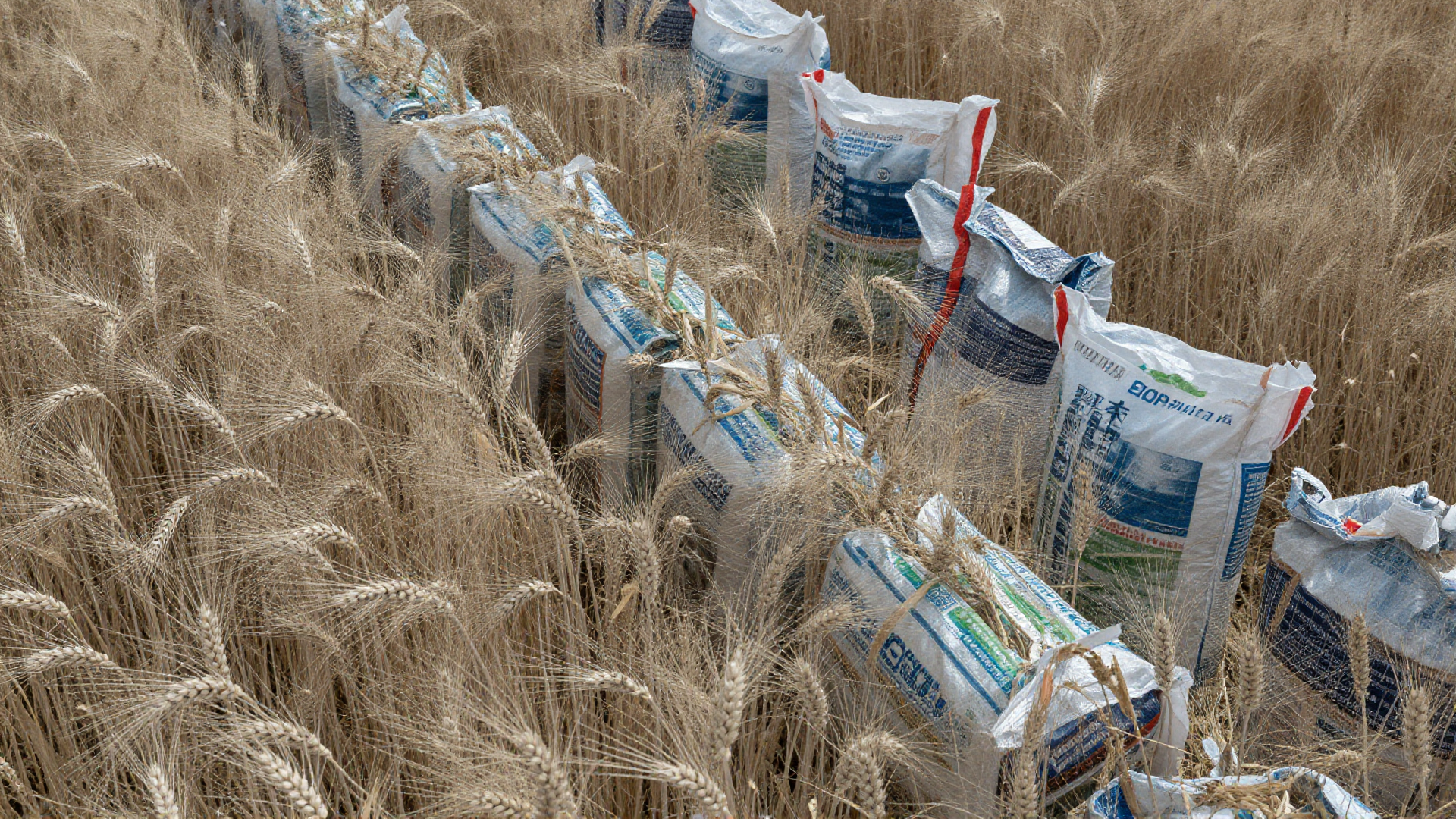 Consejo Nacional Agropecuario advierte que guerra en Medio Oriente eleva precio de alimentos en México