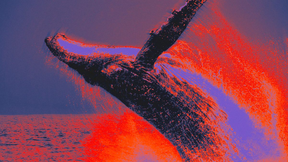 Early Bitcoin Whale Transfers $33 Million to Binance, Signaling Continued Sell Pressure