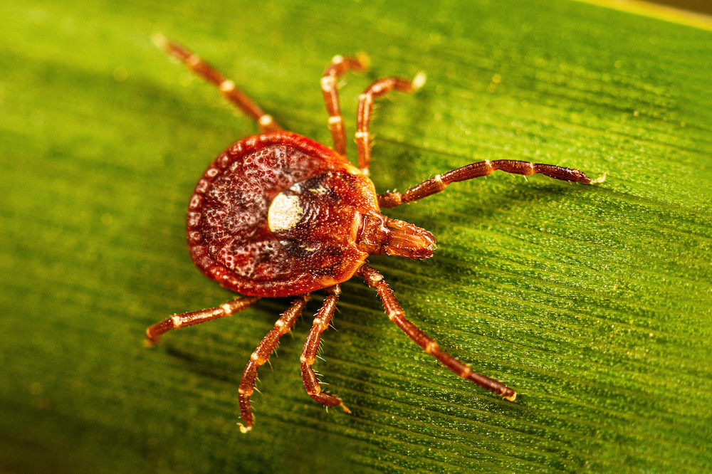 Study Reveals Ticks Survive Weeks on Residential Flooring Surfaces