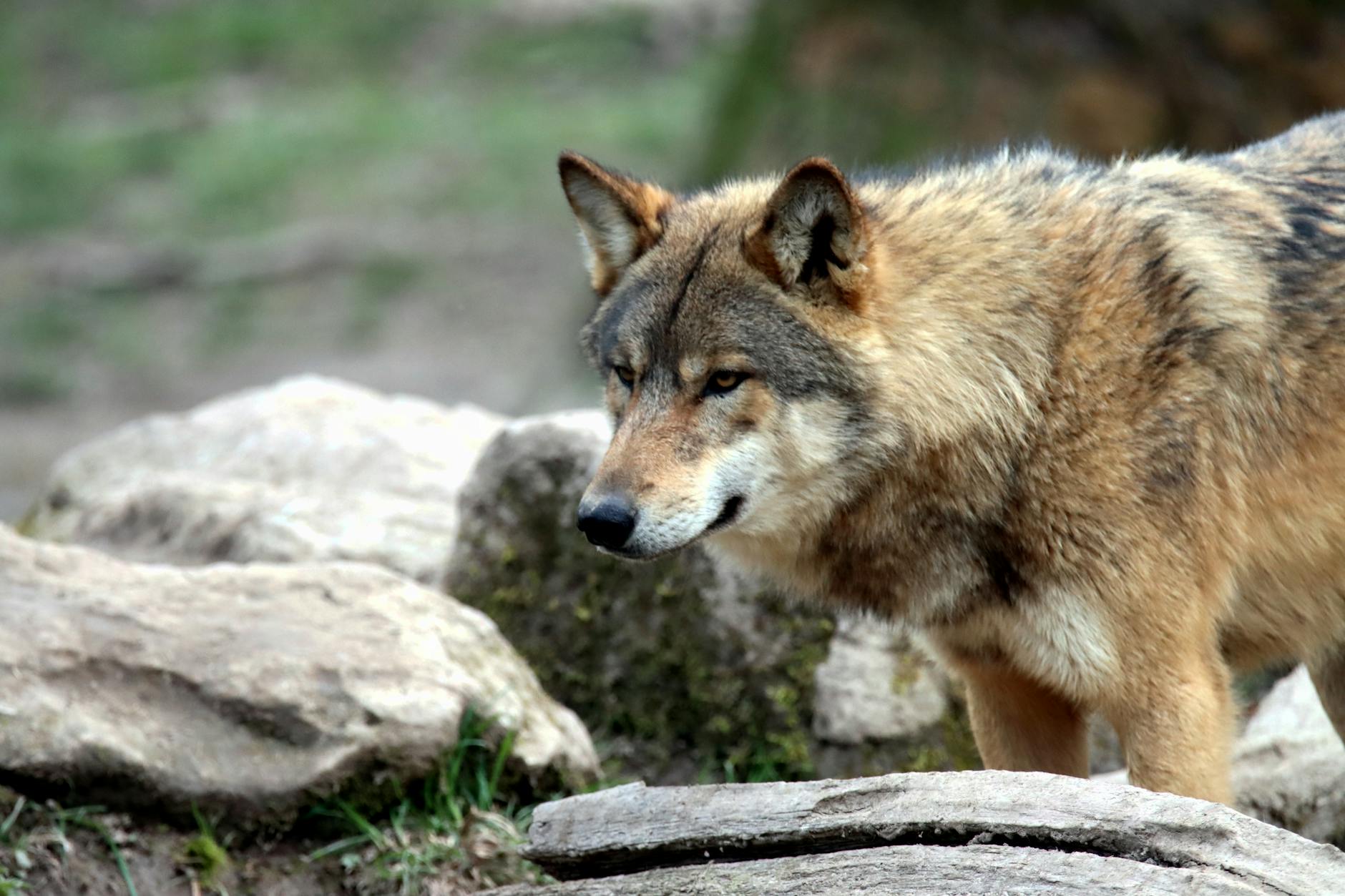 Wolf Bites Woman in Hamburg Shopping Street During Rare Attack