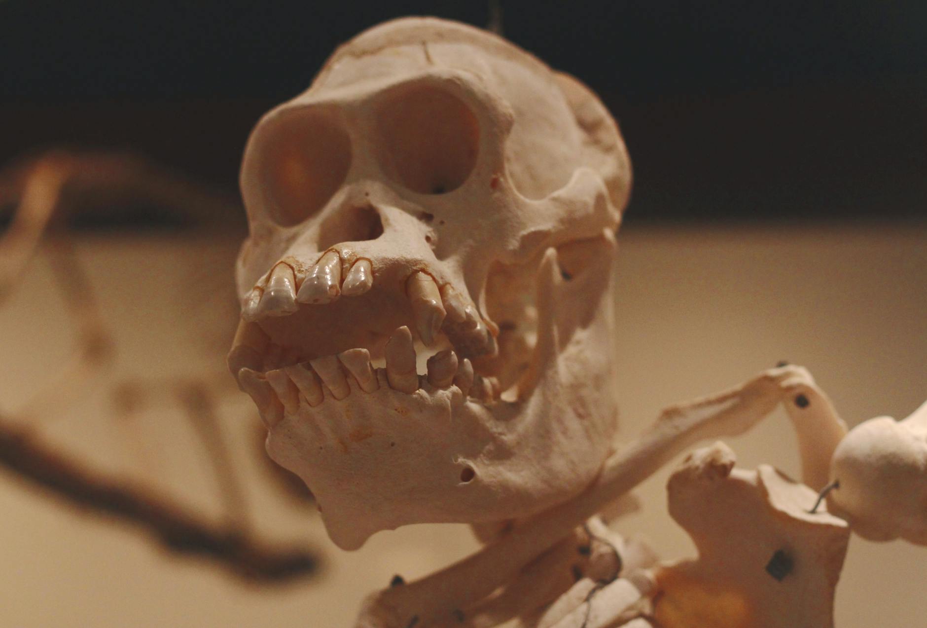 Arqueólogos descubren fósiles en China que desafían la teoría del origen humano