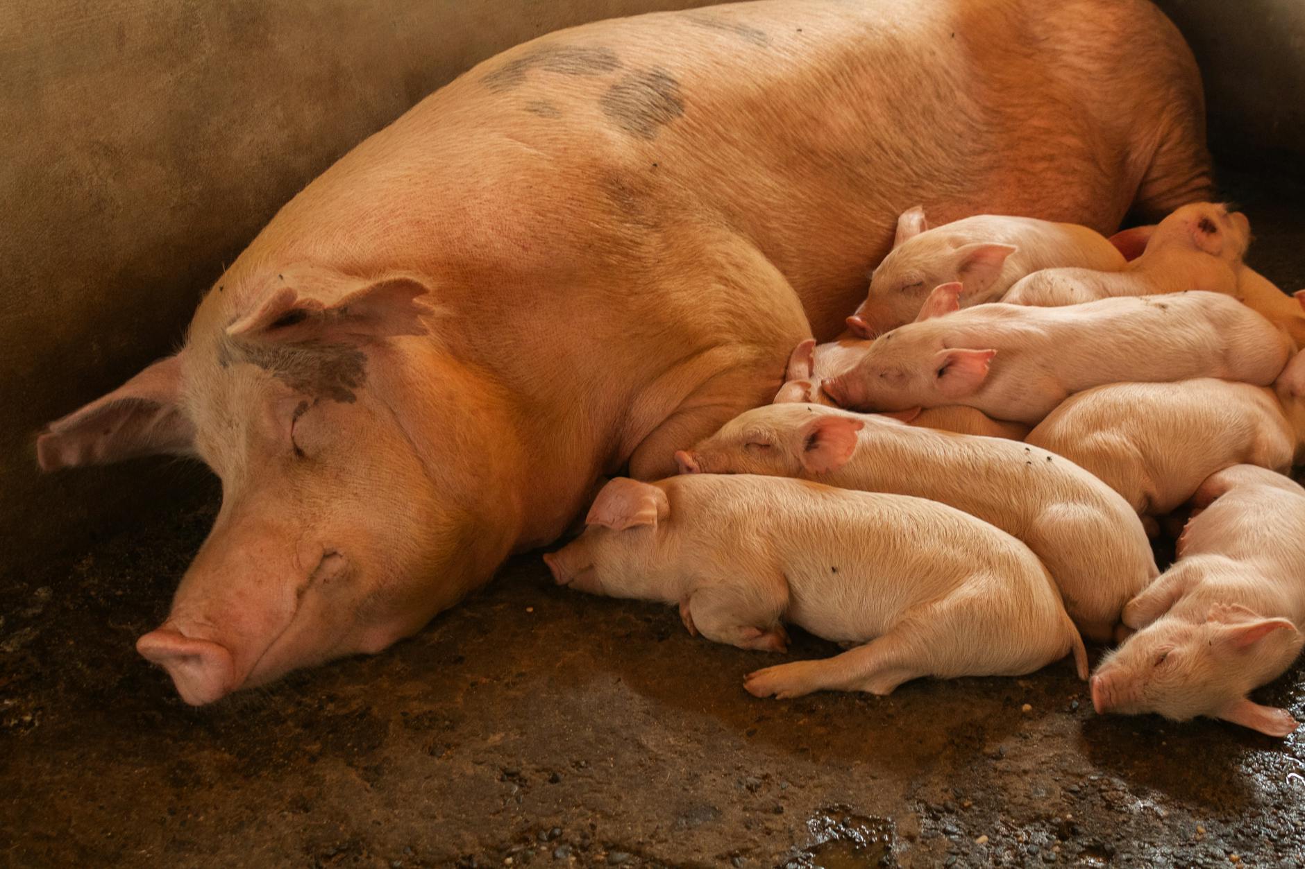 创新母猪饲养系统展现优异泌乳表现