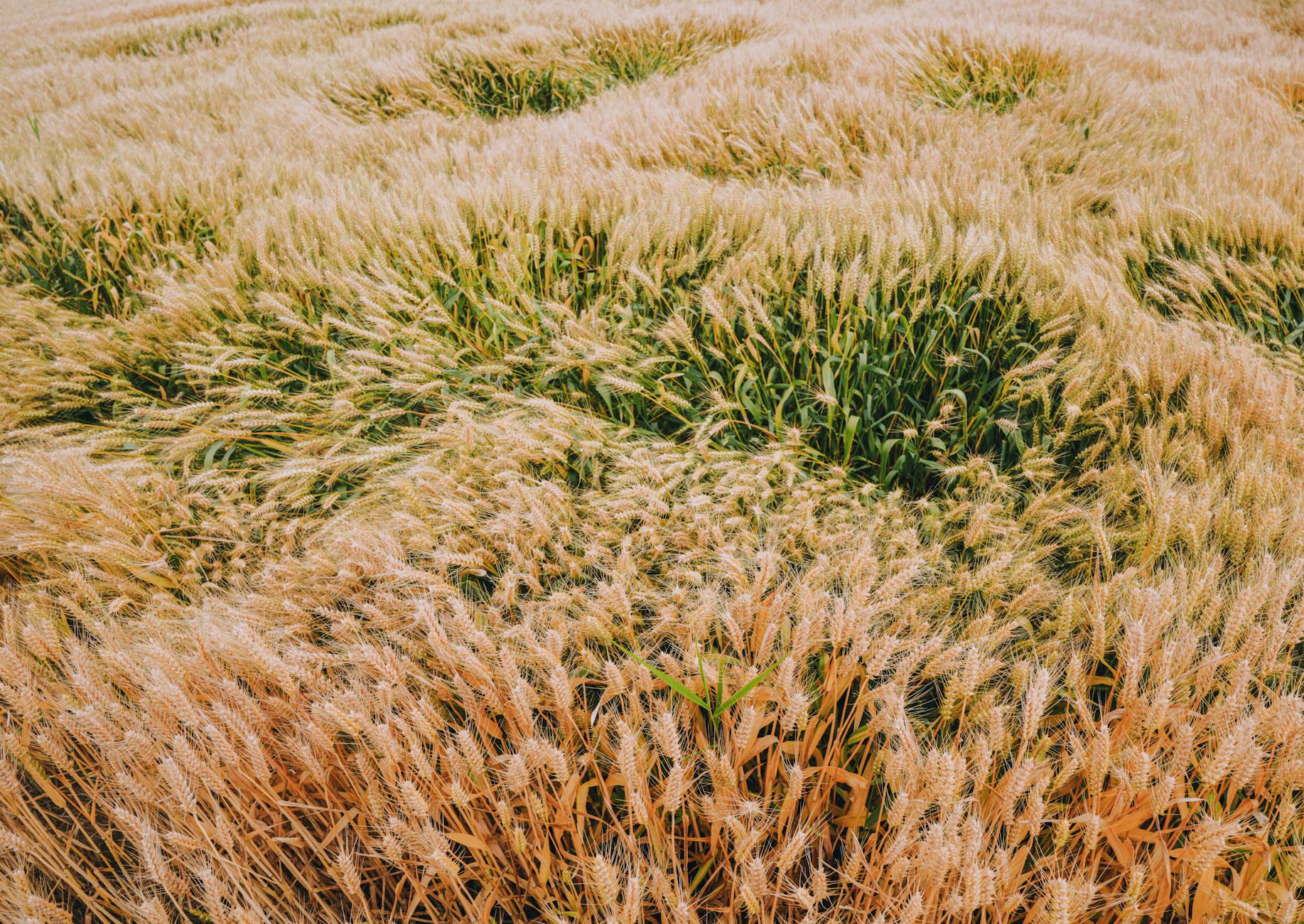 Ancient farmers inadvertently bred 'warrior' wheat strains