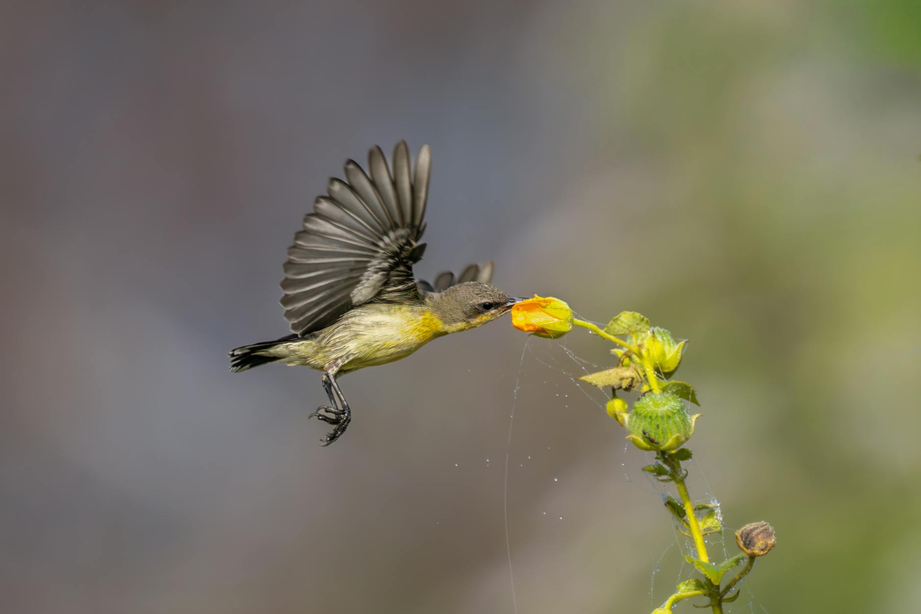 进食方式大不同：太阳鸟利用独特的“舌部吸力”摄取花蜜，区别于蜂鸟
