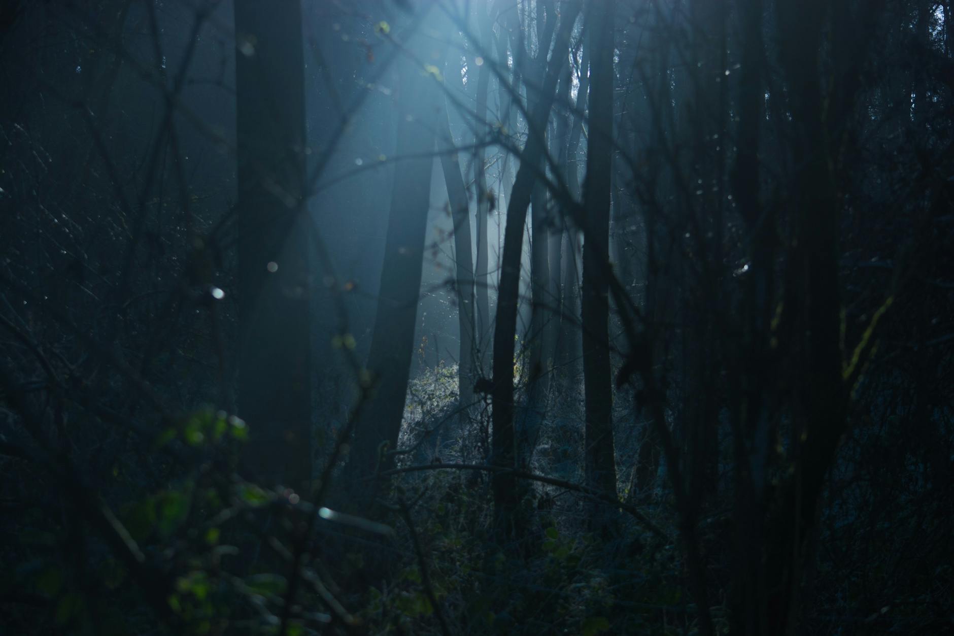 20th Century Studios planea adaptar al cine el éxito de Roblox "99 Nights in the Forest"