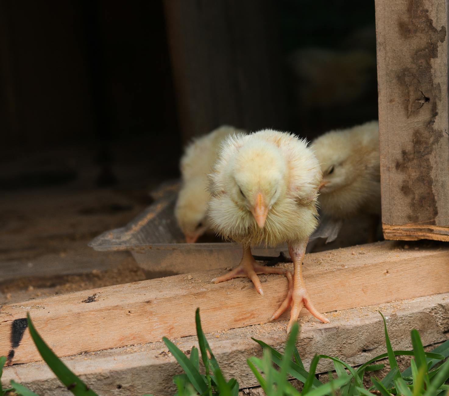 Detienen a funcionario peruano por fallas en la logística electoral