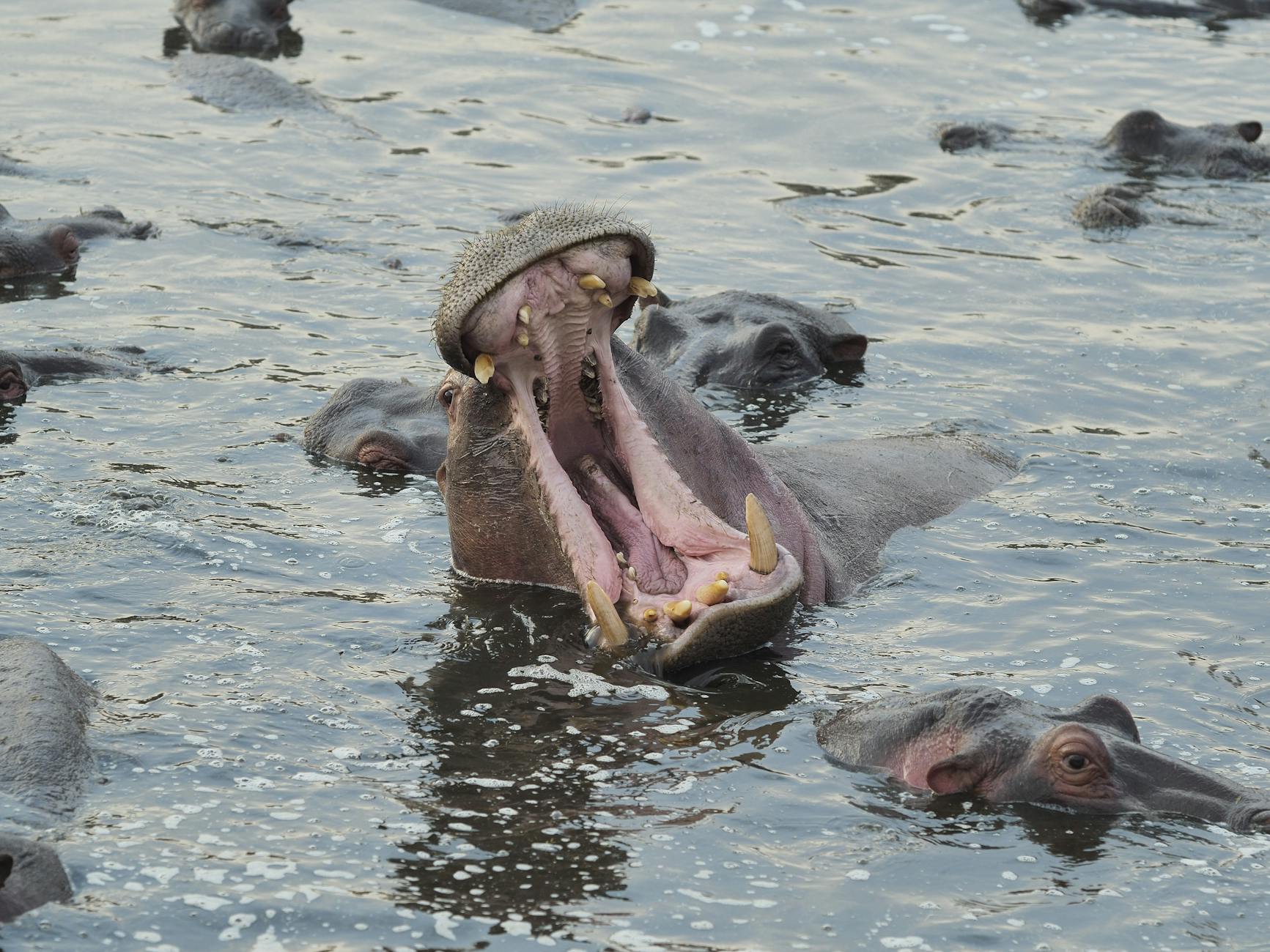 Colombia authorizes euthanasia for 80 'narco hippos' to protect native species