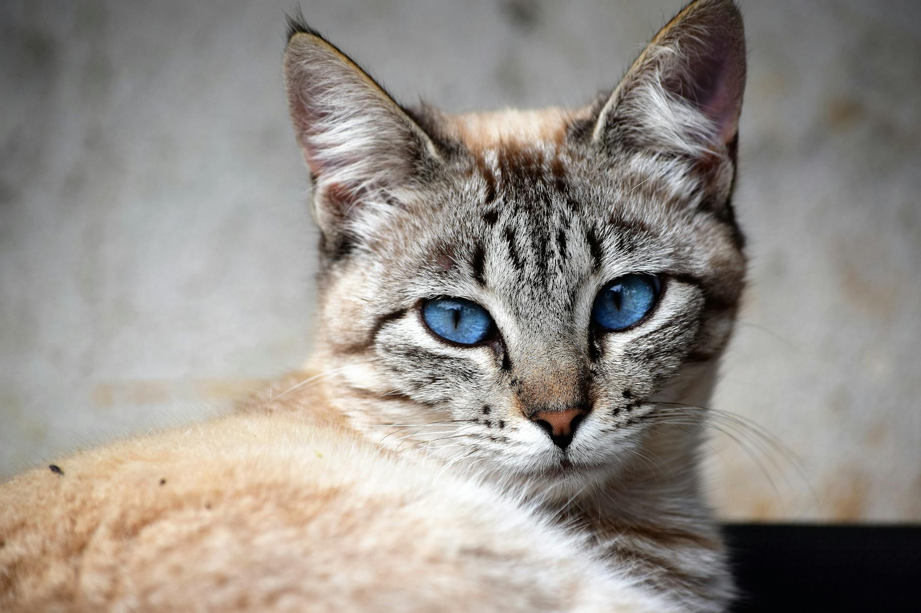 Dermatólogo aclara que la falta de sueño no es la única causa de las ojeras