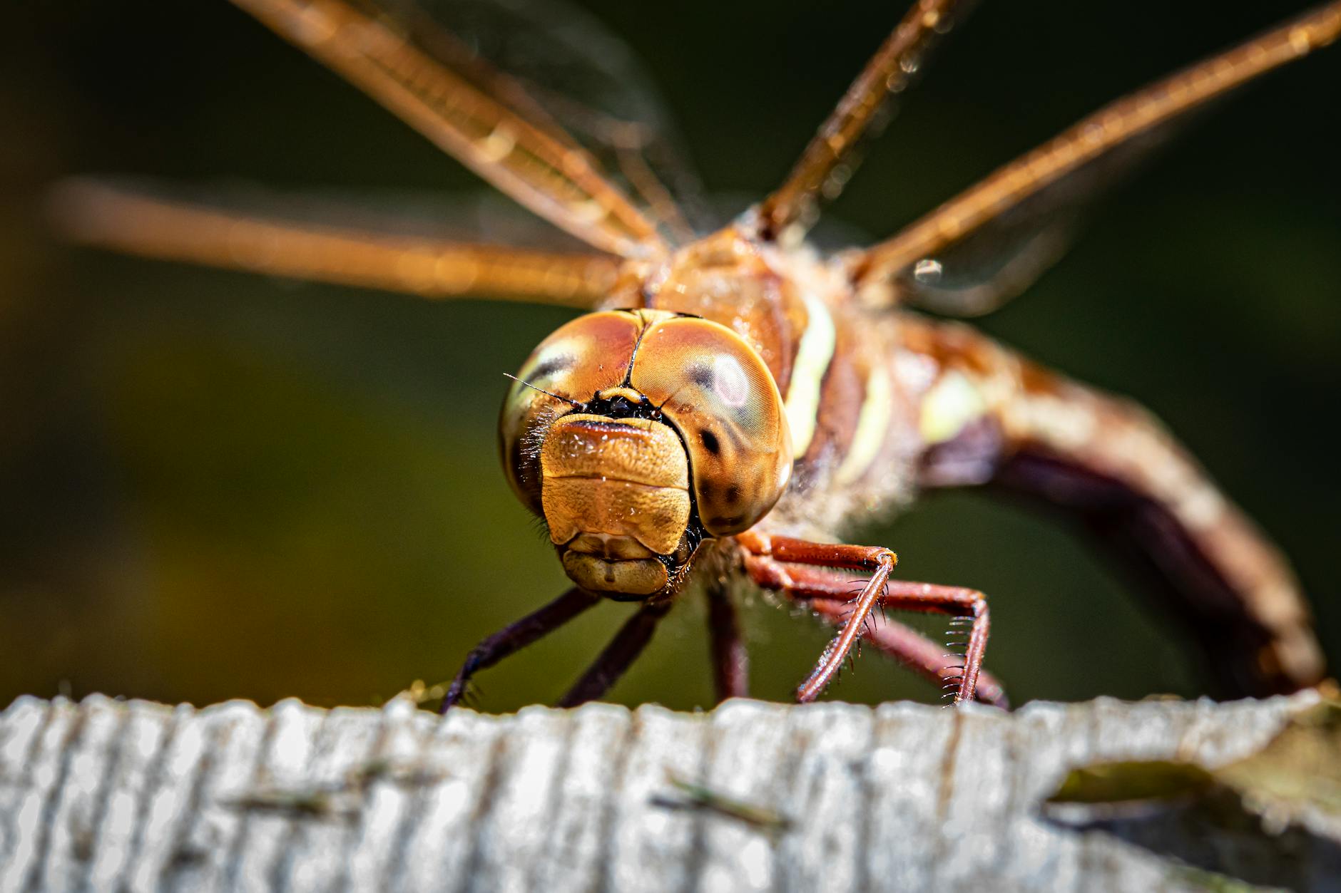 蜻蜓红光视觉机制与人类生物学高度相似
