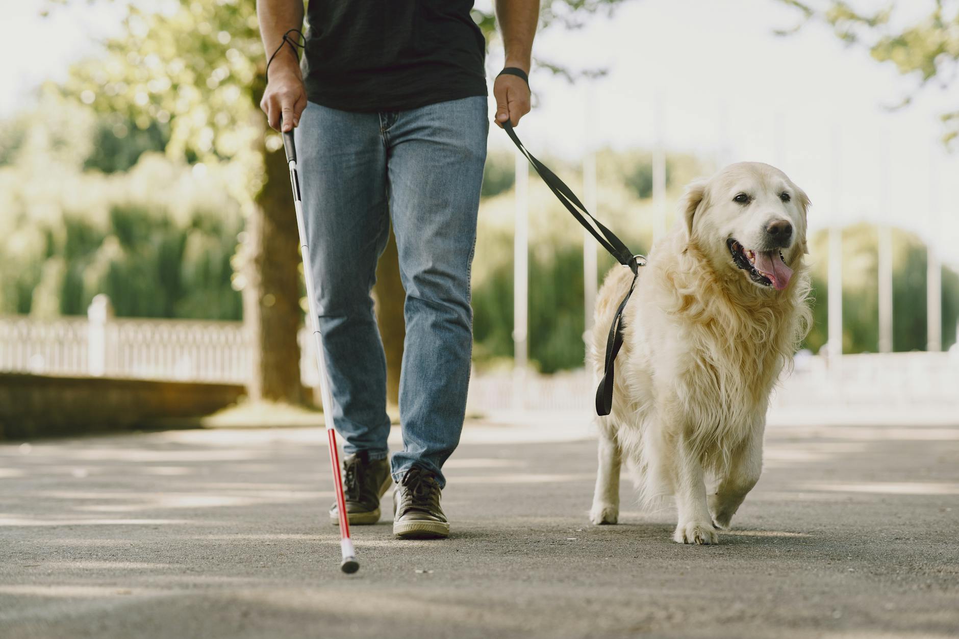 University of Turku study reveals assistance dogs use non-verbal cues to interpret user needs
