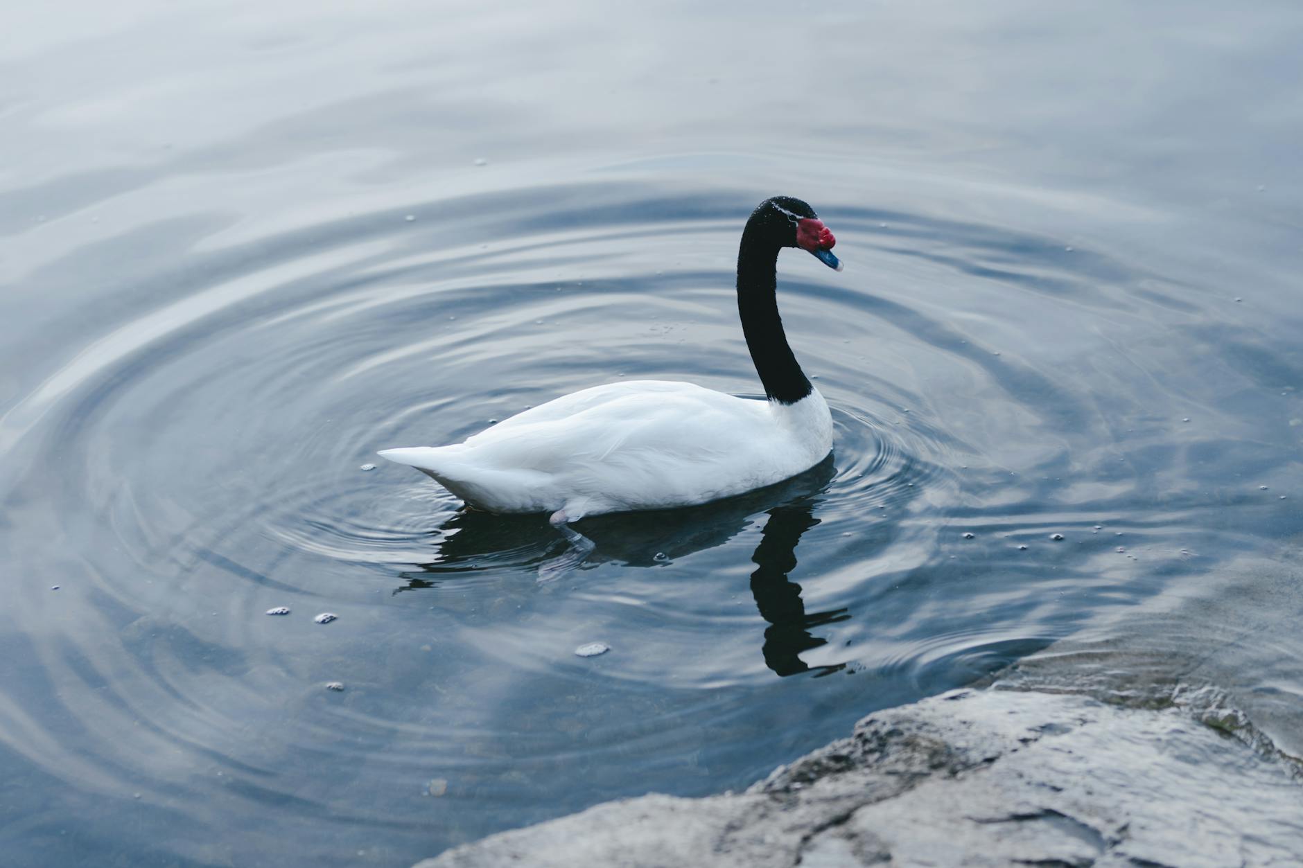 Detectan influenza aviar en cisne de cuello negro en humedal de Los Ríos