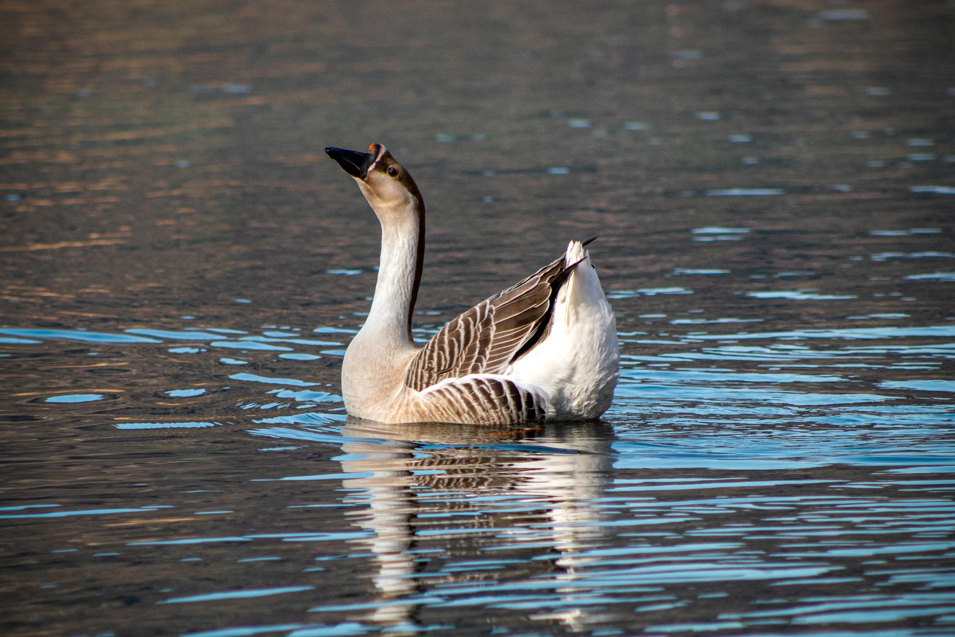 Three black-necked swans test positive for avian flu in Los Ríos nature sanctuary