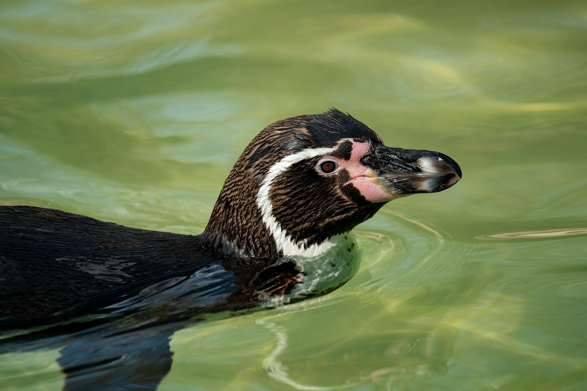 Port projects threaten the survival of Humboldt penguins in northern Chile