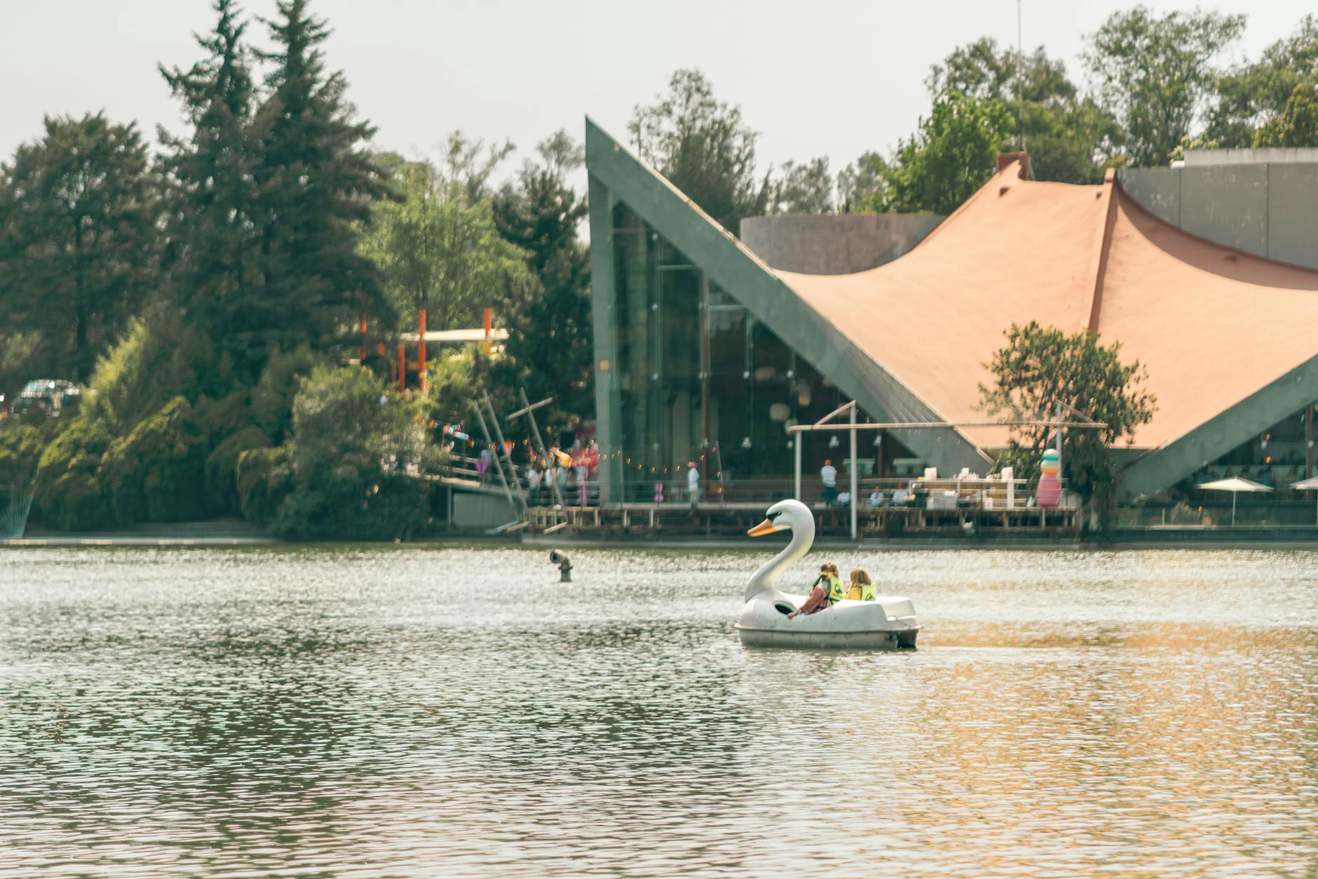 Alerta por presencia de virus H5N1 en cisne del Santuario del Río Cruces