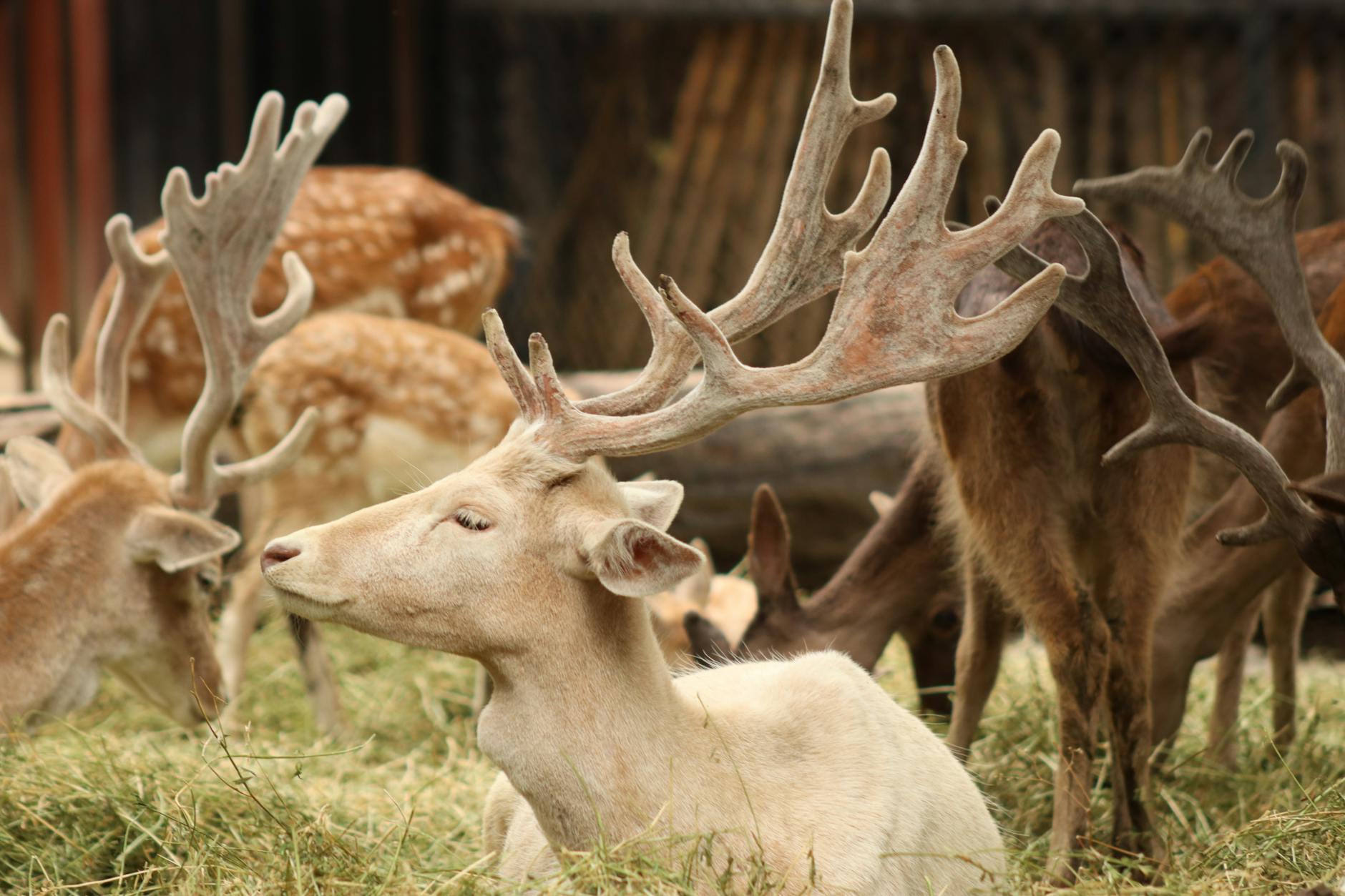 Vampire bats in Mexico could spread chronic wasting disease to deer