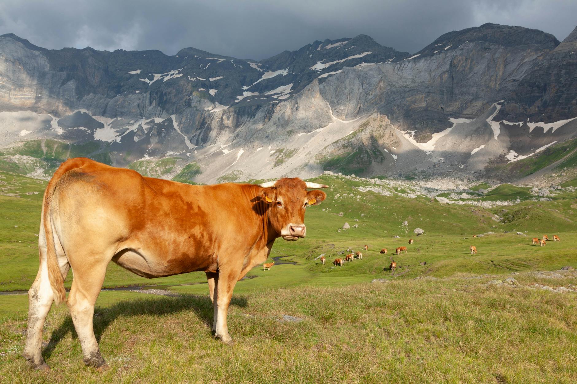 CoW Swap pauses protocol operations after website compromise