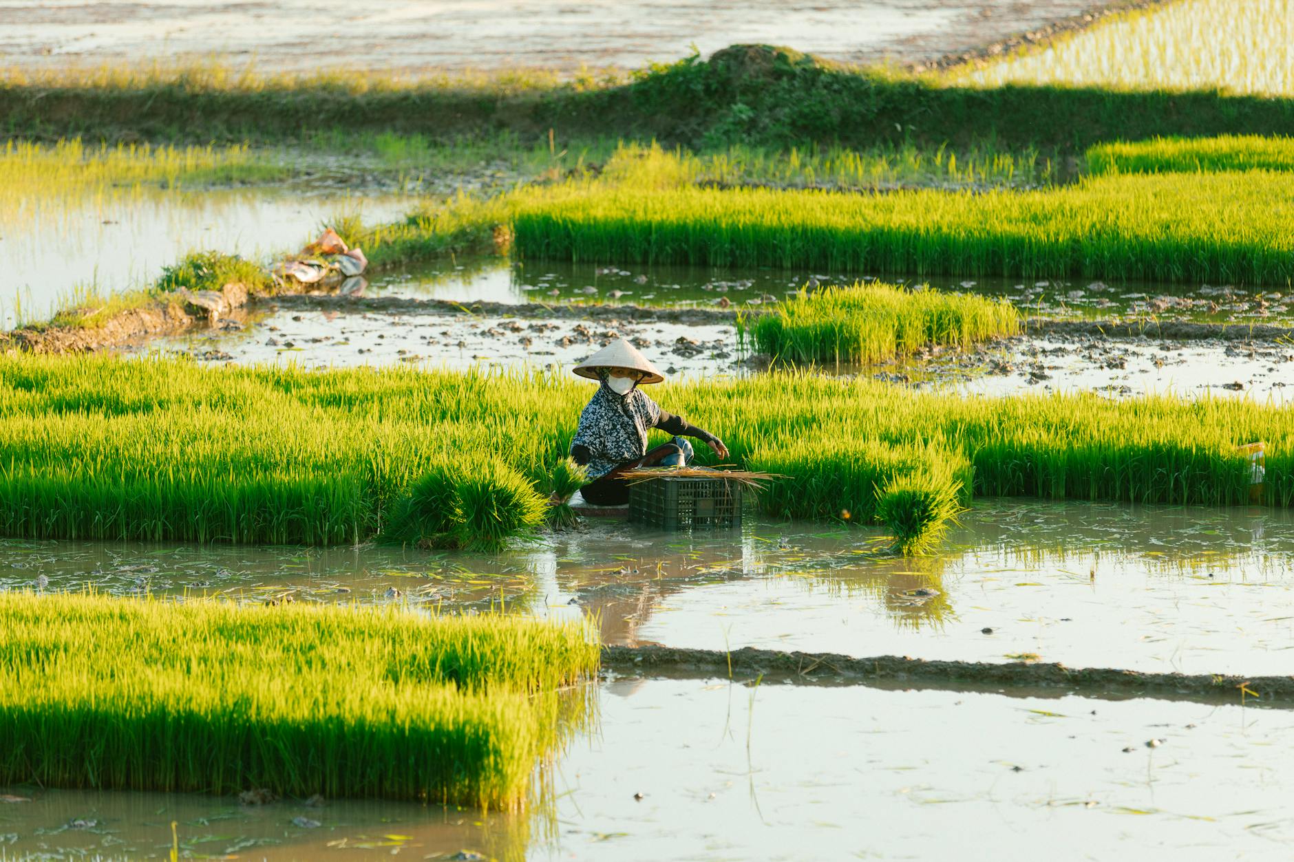 El aumento de las temperaturas amenaza con superar los límites térmicos históricos del cultivo de arroz en Asia