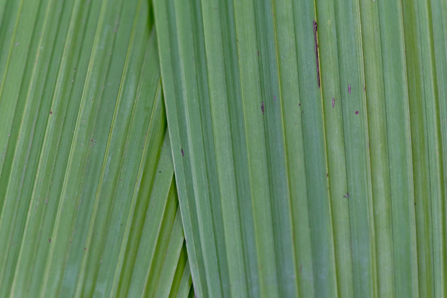Codelco asegura abastecimiento de ácido sulfúrico para 2026 tras restricción de China