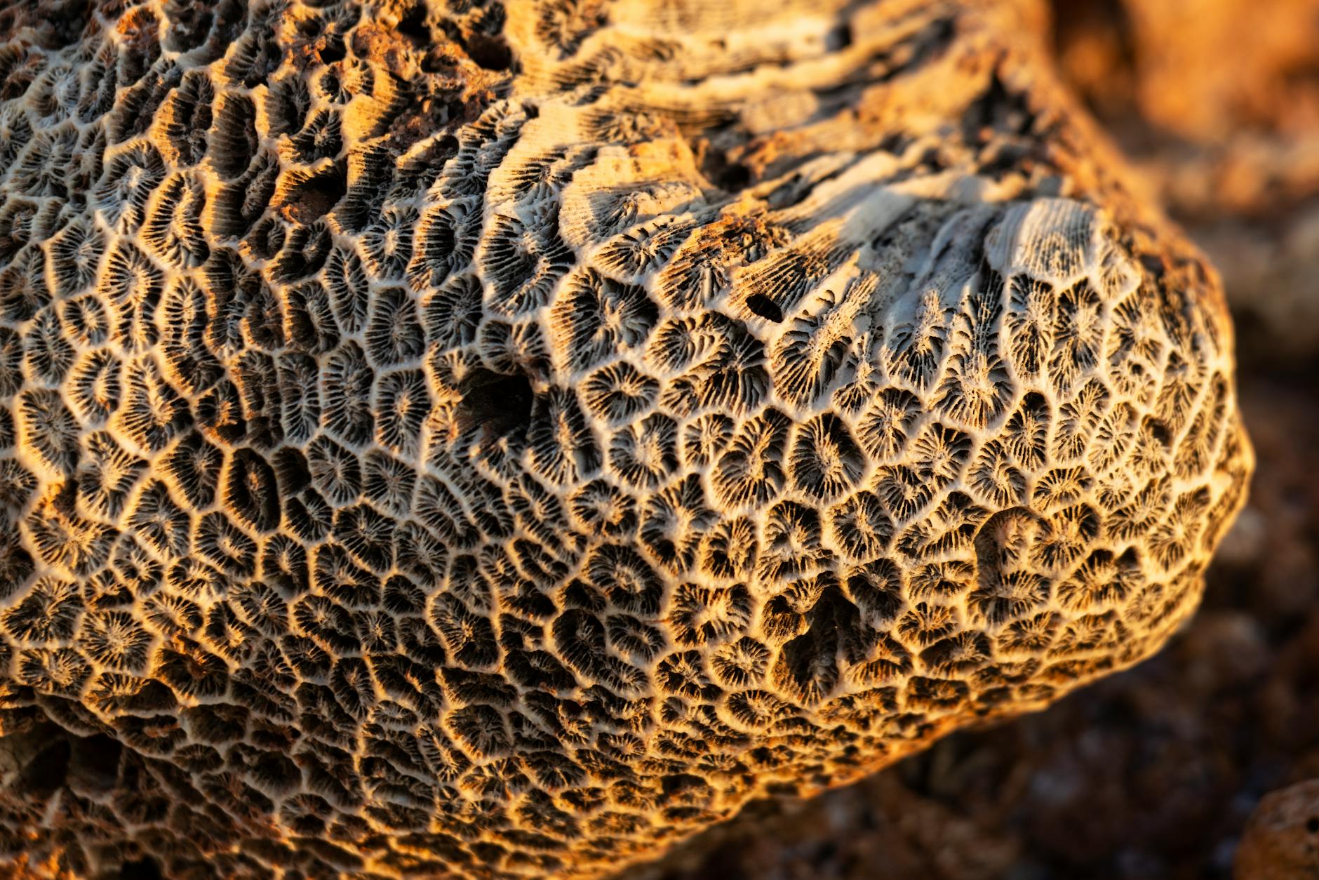 550-million-year-old fossil discovery fills 160-million-year gap in sponge evolution