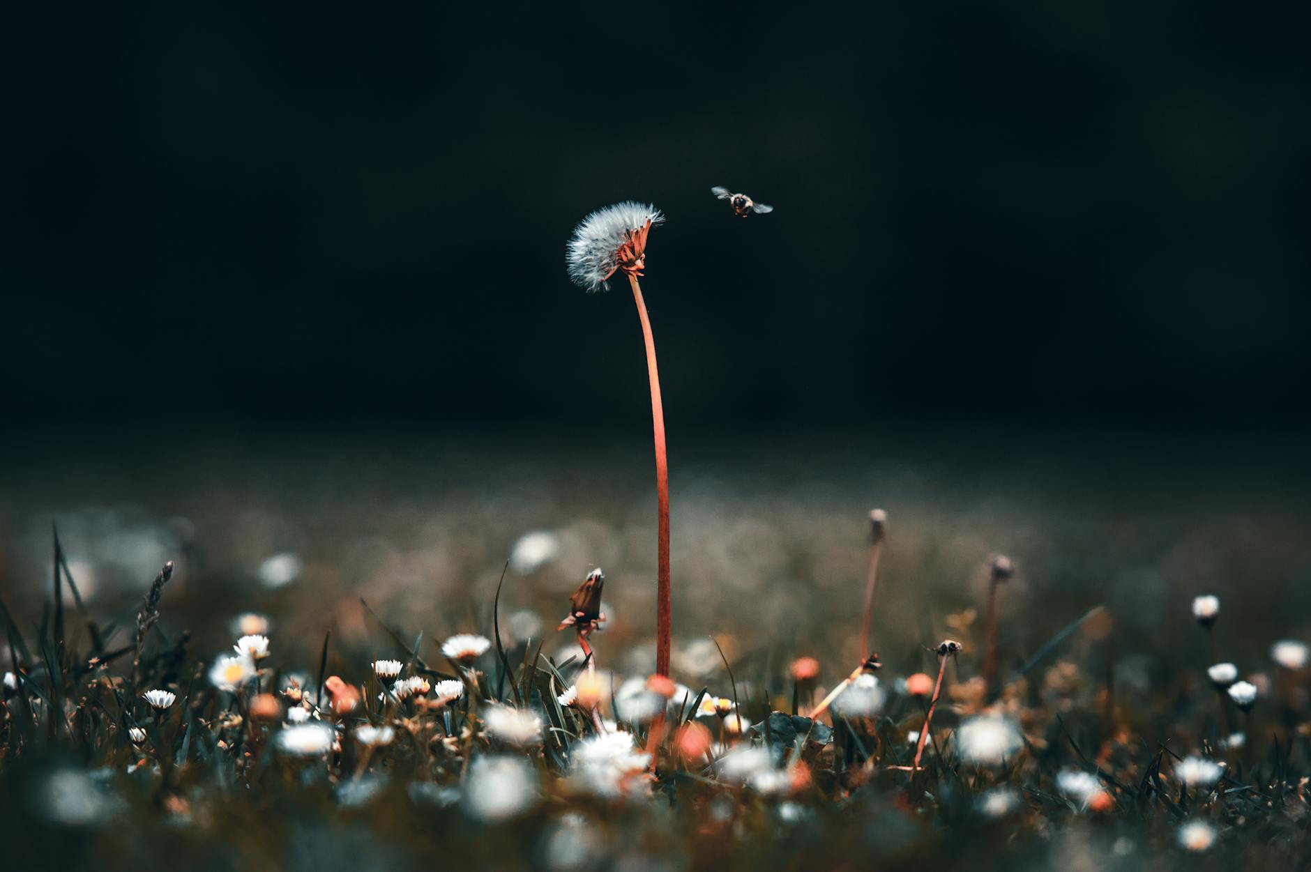 最新研究：气候变化导致英国及欧洲花粉季节延长