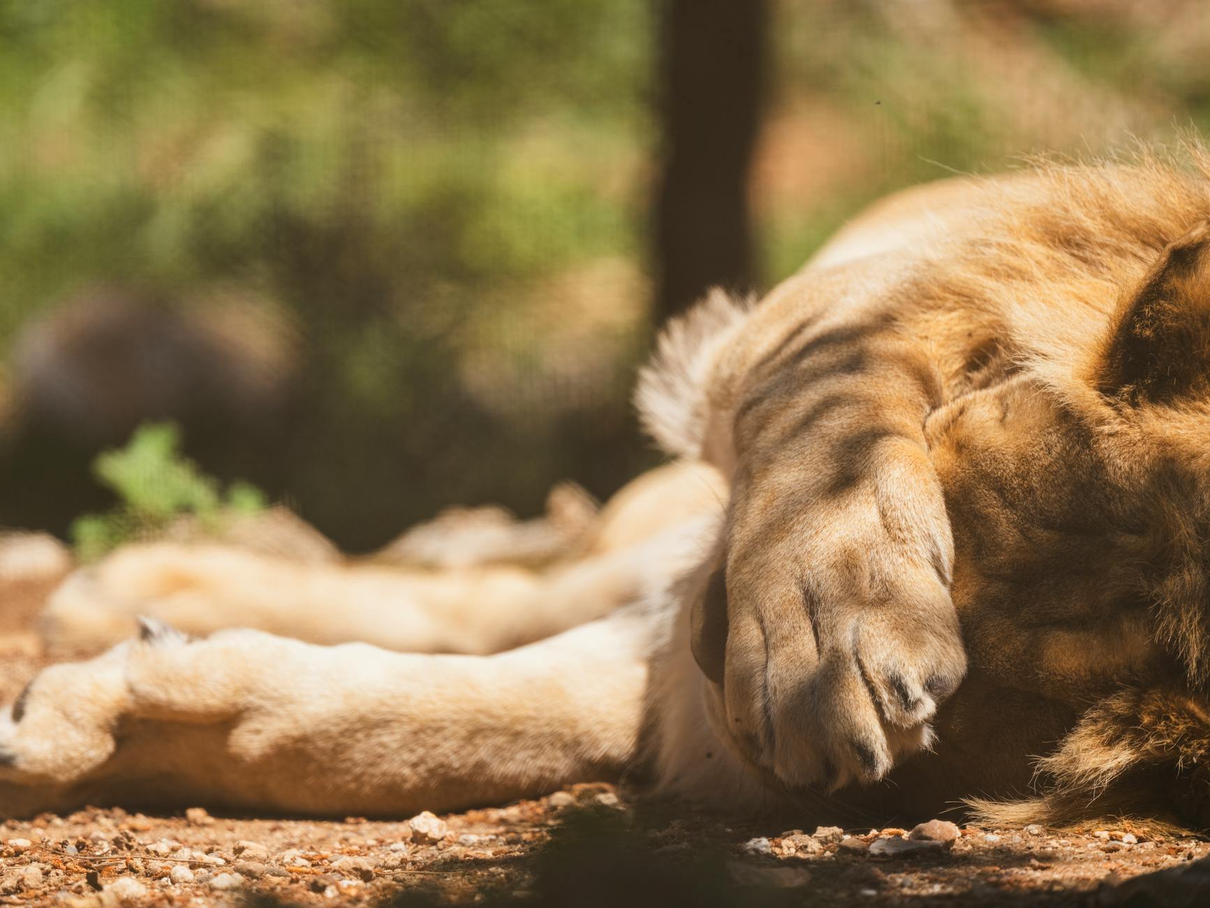 Cierran Zoológico de León tras denuncia por muerte de 98 animales y maltrato