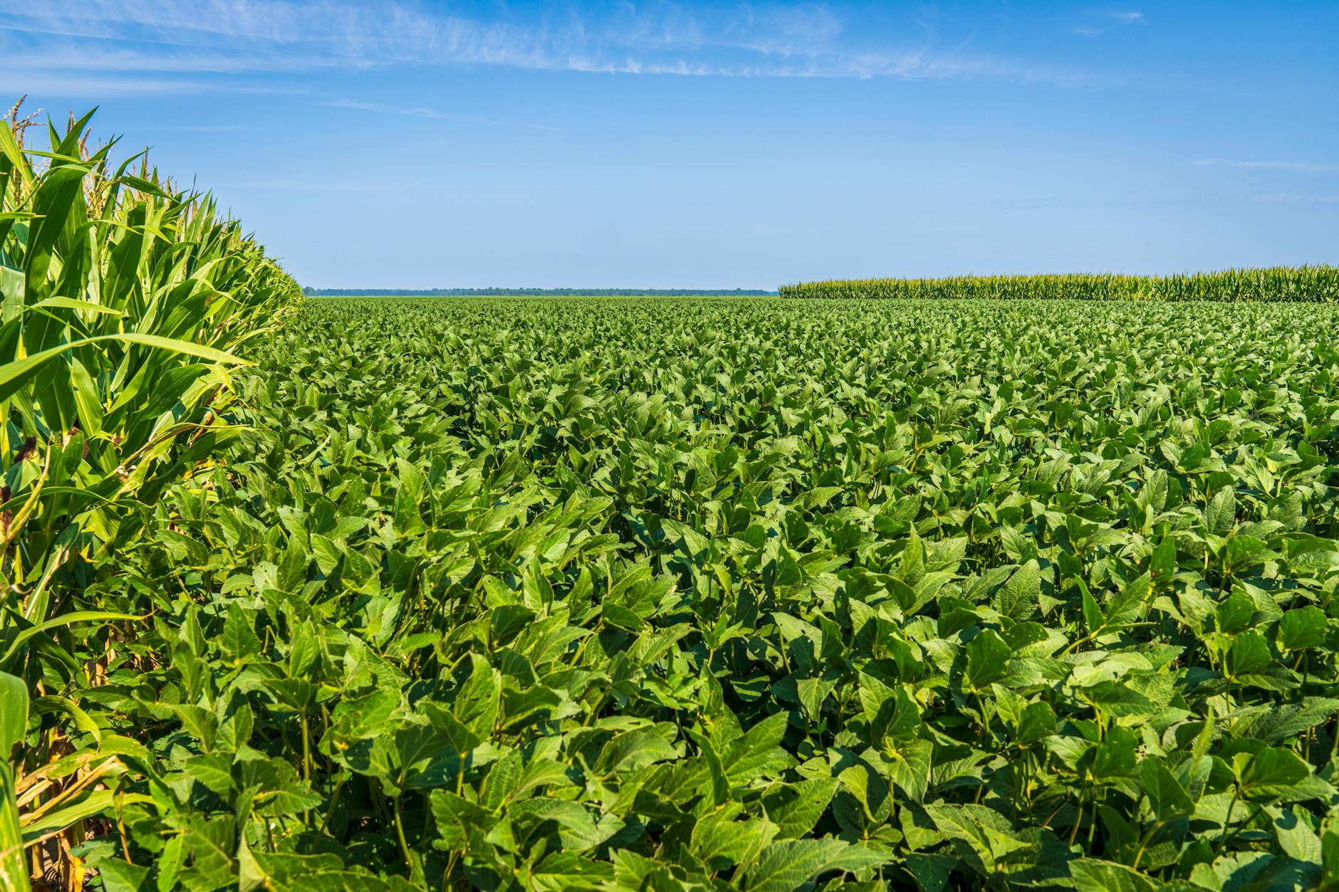 Trump administration expands federal biofuel mandates, increasing soy and corn requirements