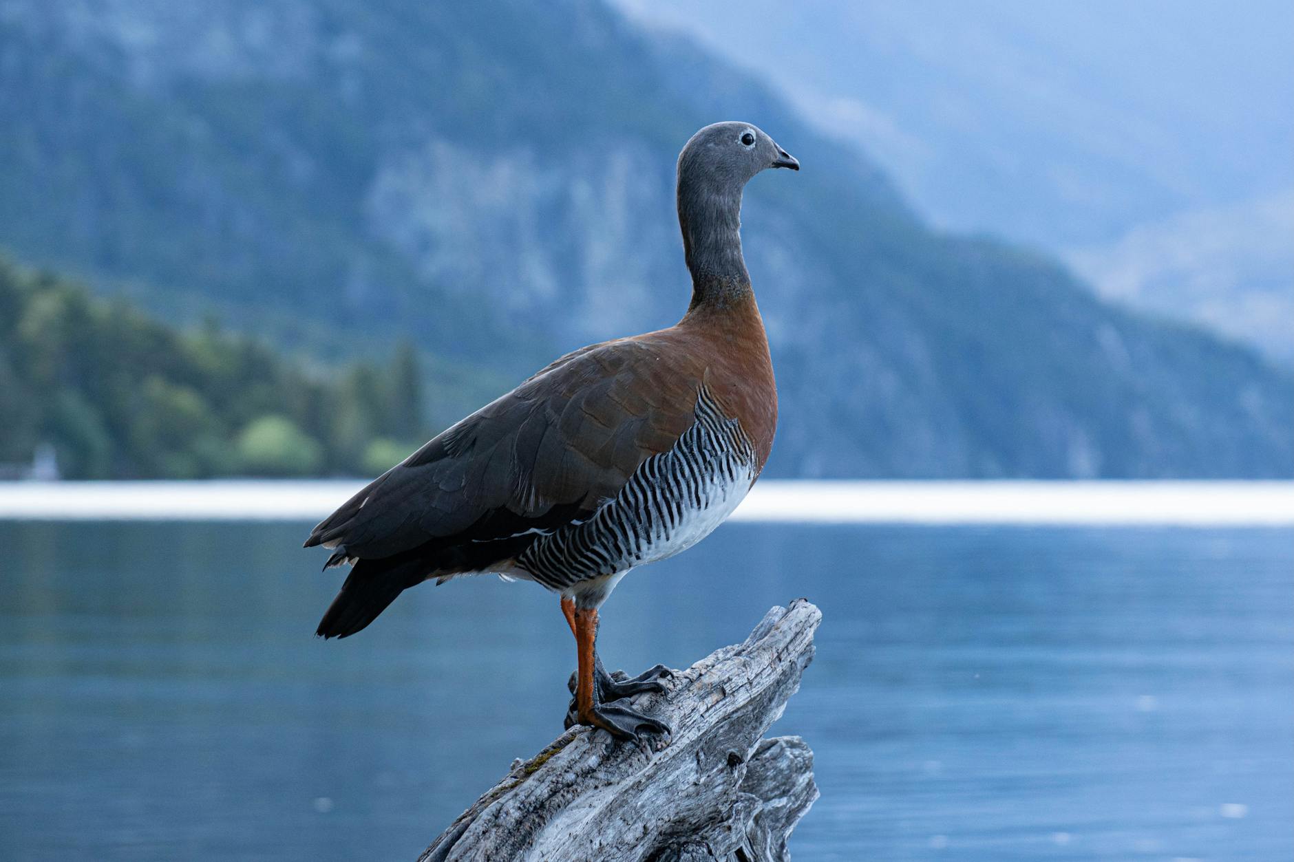 Declaran emergencia zoosanitaria en la región de Los Lagos por hallazgo de gripe aviar