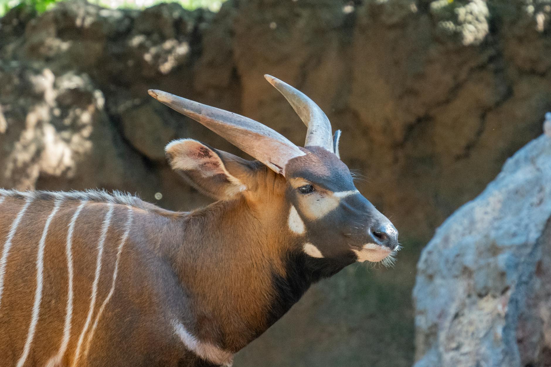 Four endangered mountain bongo antelopes arriving in Kenya.