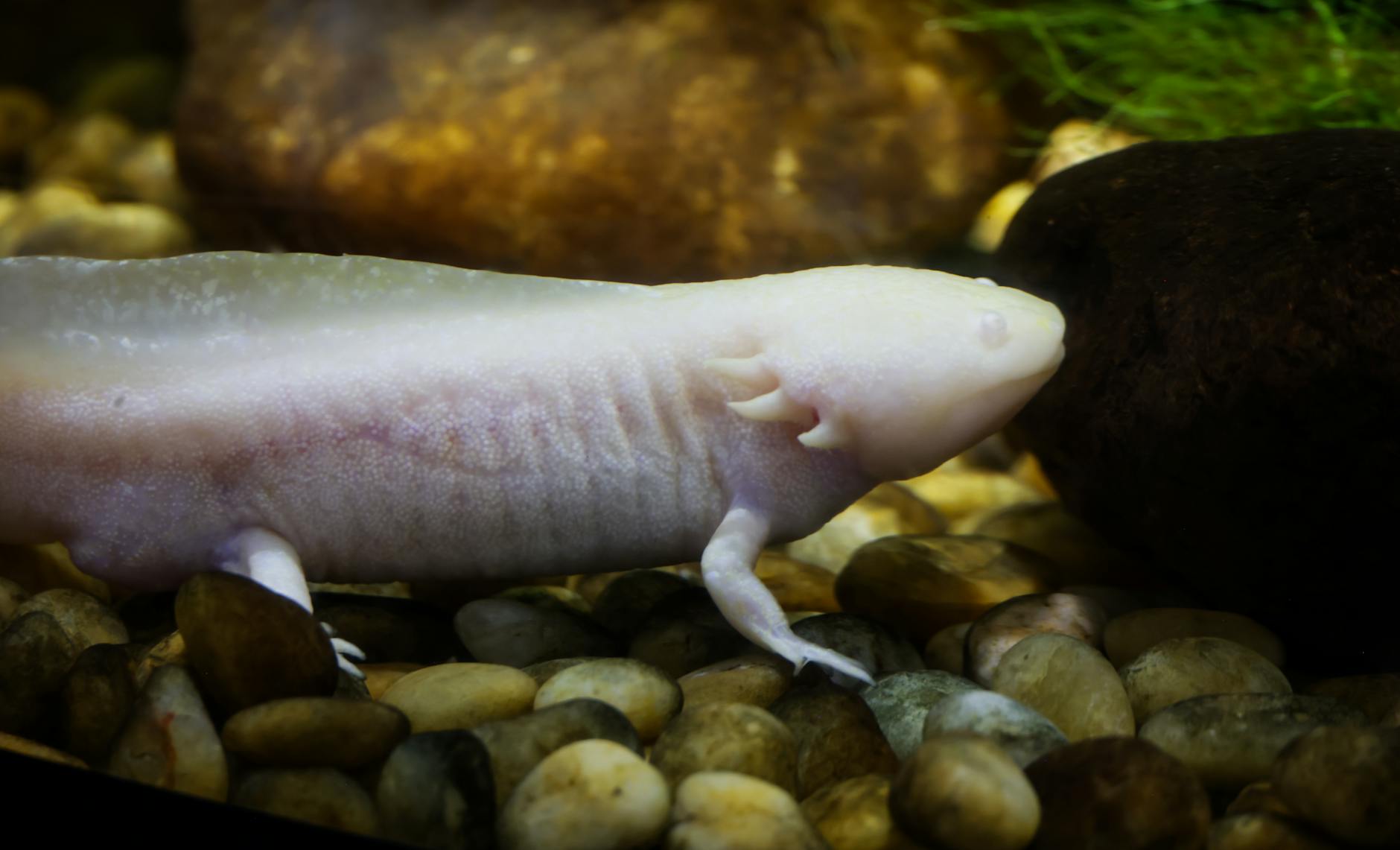 Scientists Race to Save the Mexican Axolotl from Extinction in Xochimilco