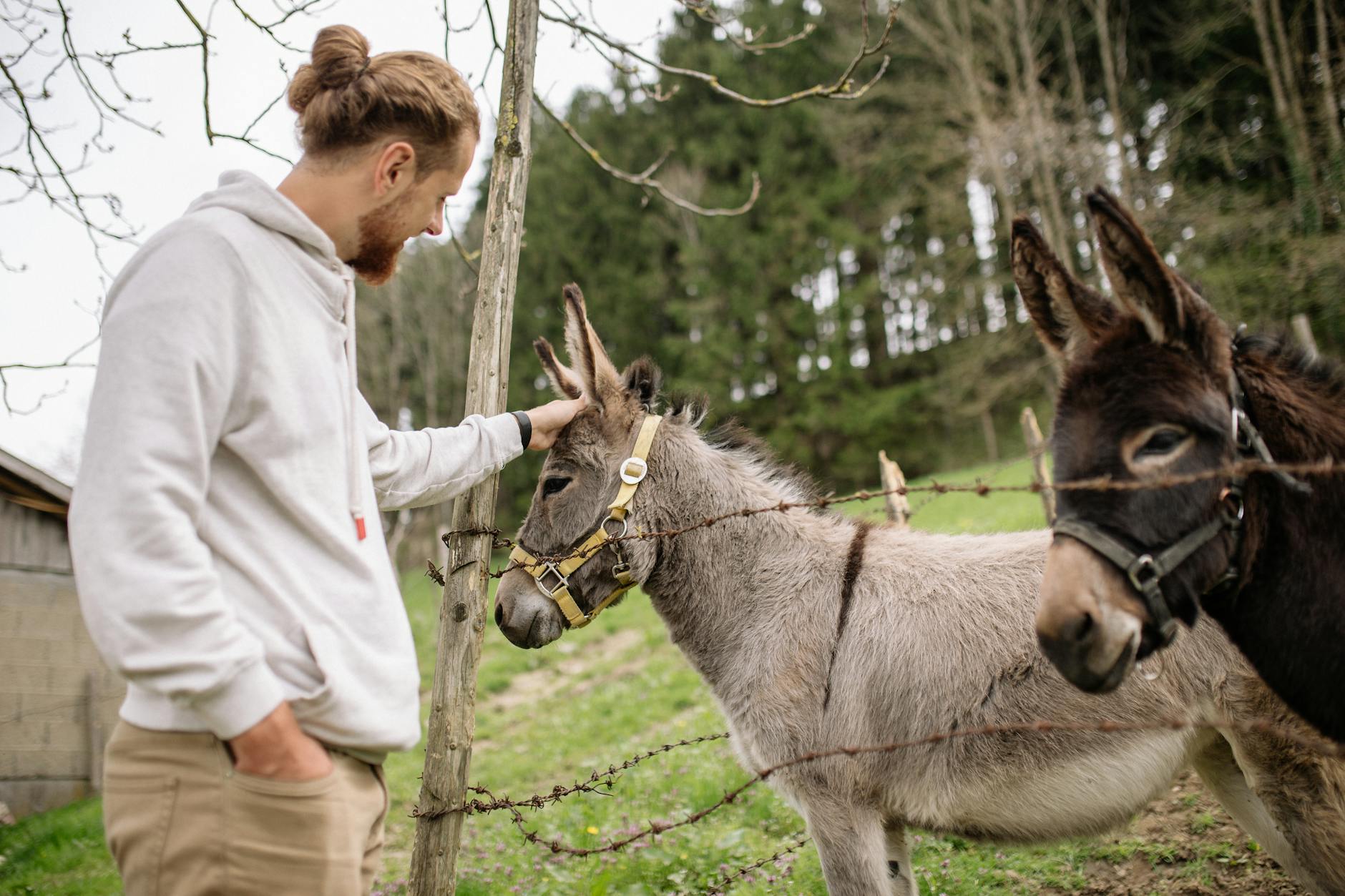 Burros de terapia: un nuevo camino hacia la recuperación en un hospital psiquiátrico francés