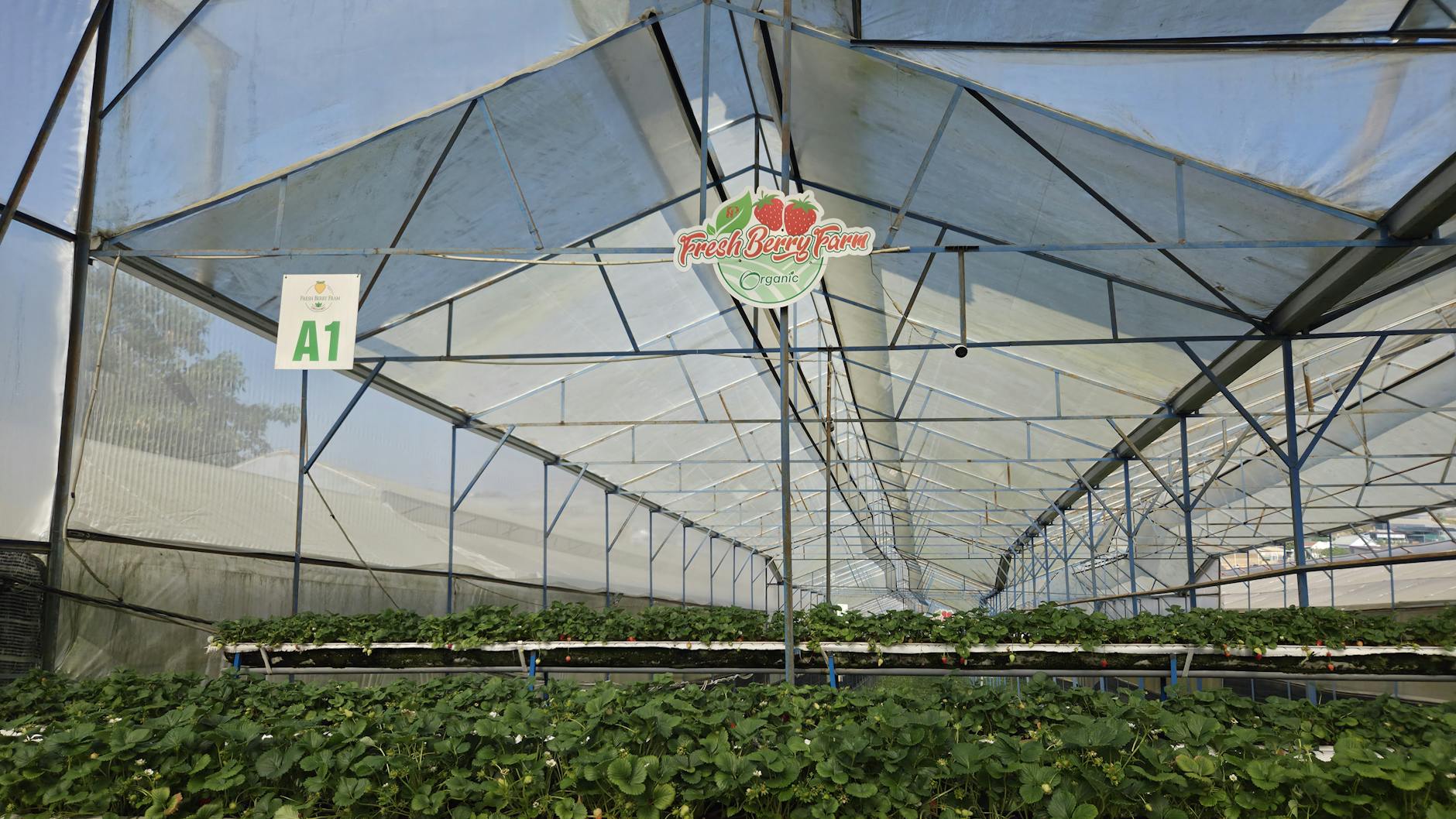 Instalaciones y campos de cultivo de la empresa Hortifrut