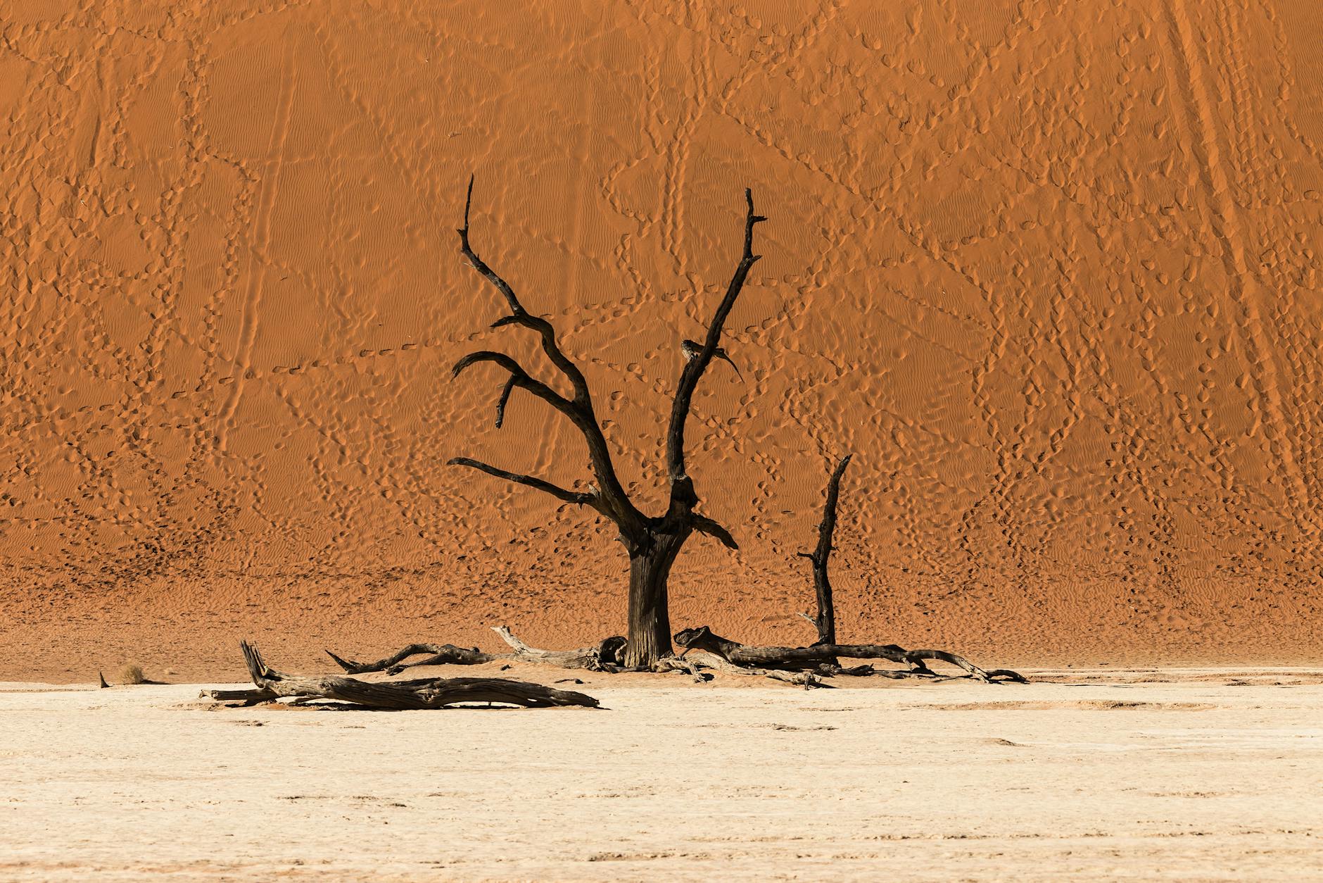 索诺拉州冬末迎来破纪录热浪