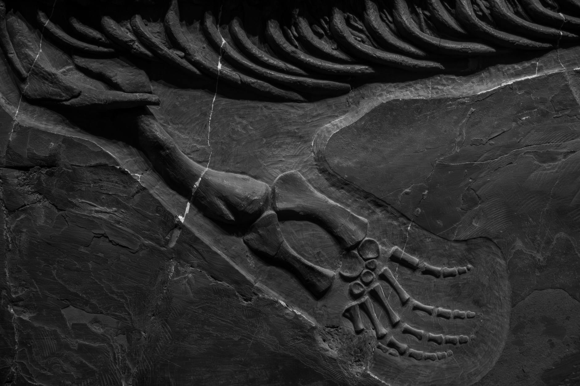 Luz solar y estrategia: un nuevo estudio reimagina los hábitos de anidación del Oviraptor