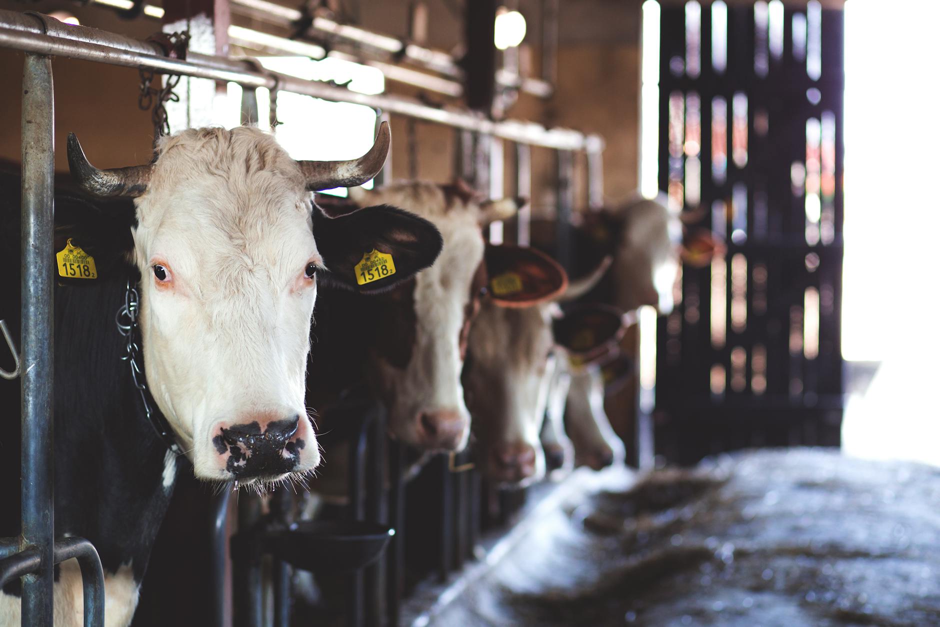 Founders Fund leads $220 million investment in cattle-tech startup Halter