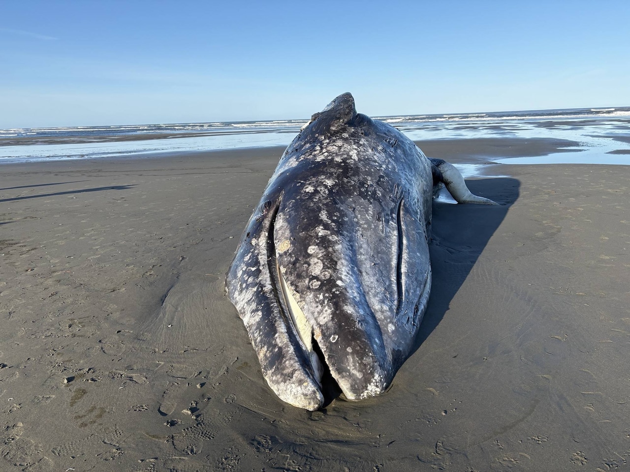 Hallan muerta a una ballena gris juvenil tras adentrarse en un río de Washington